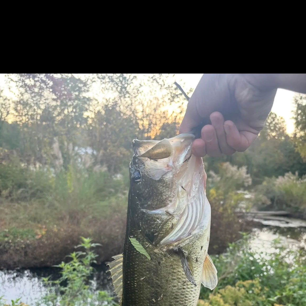 Largemouth bass caught on Fishbrain