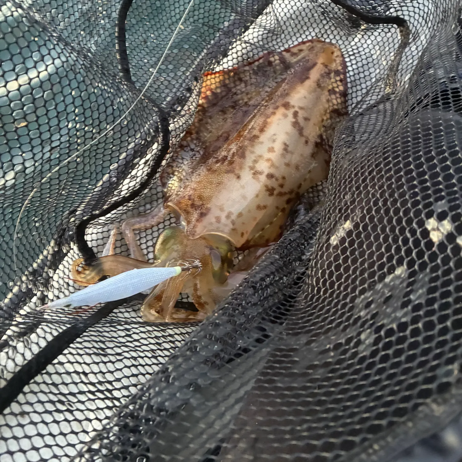 Southern calamari caught on Fishbrain