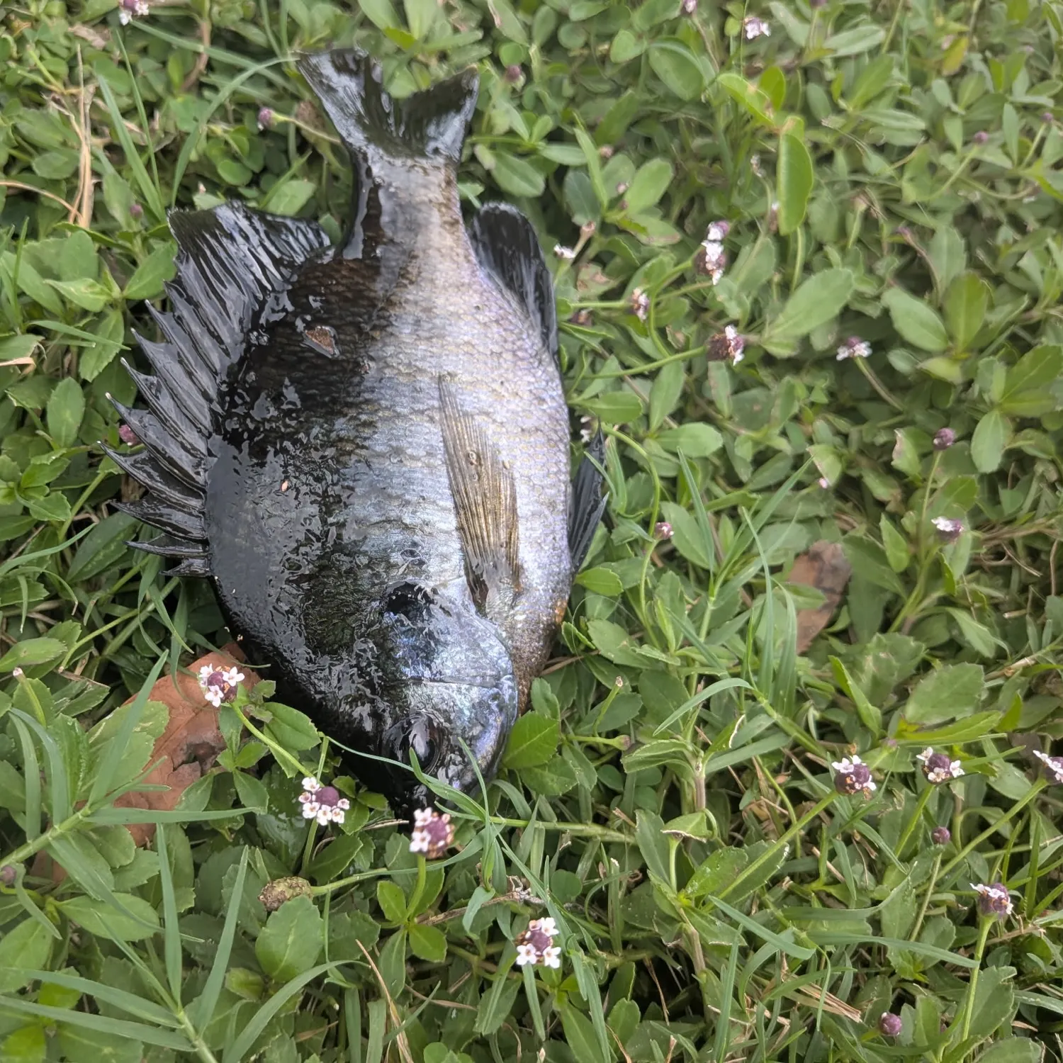 Bluegill caught on Fishbrain