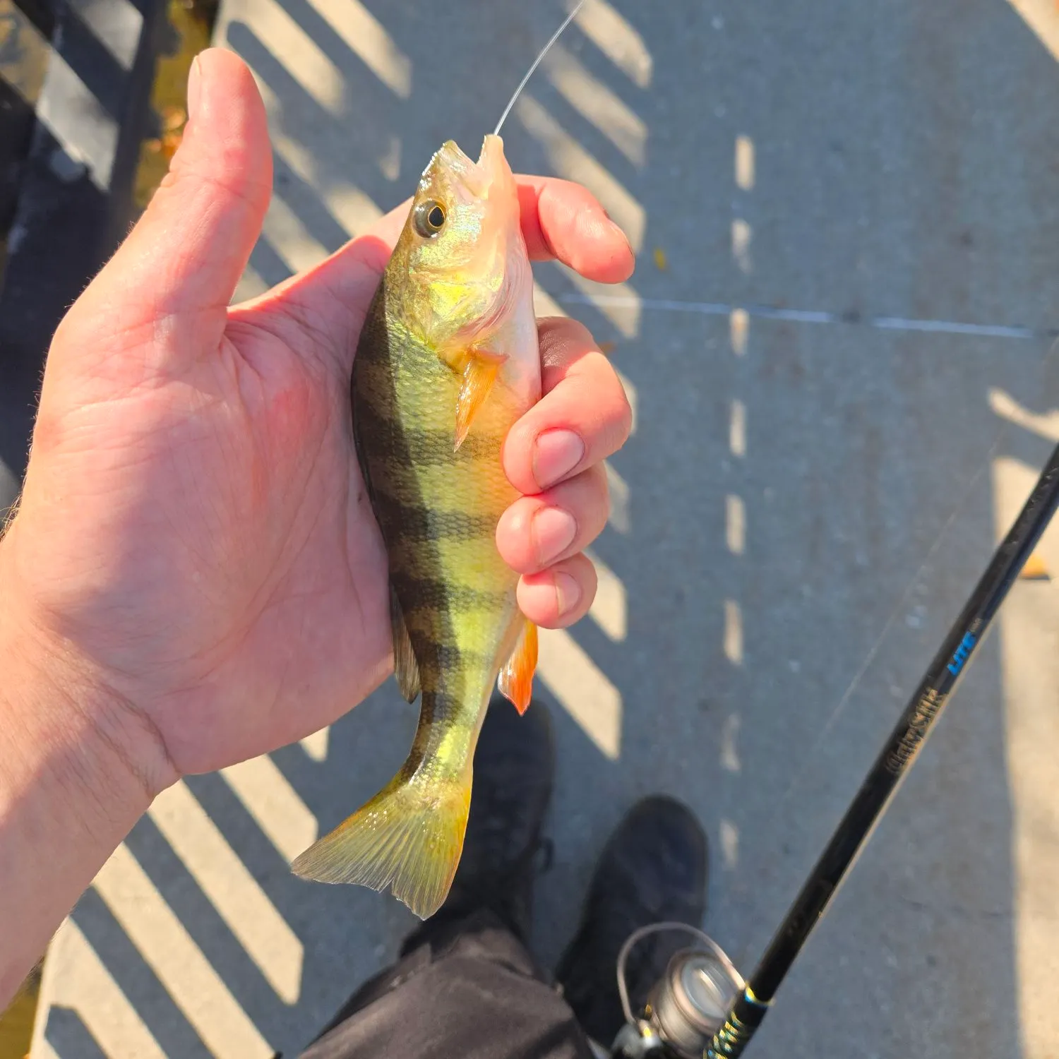 Yellow perch caught on Fishbrain