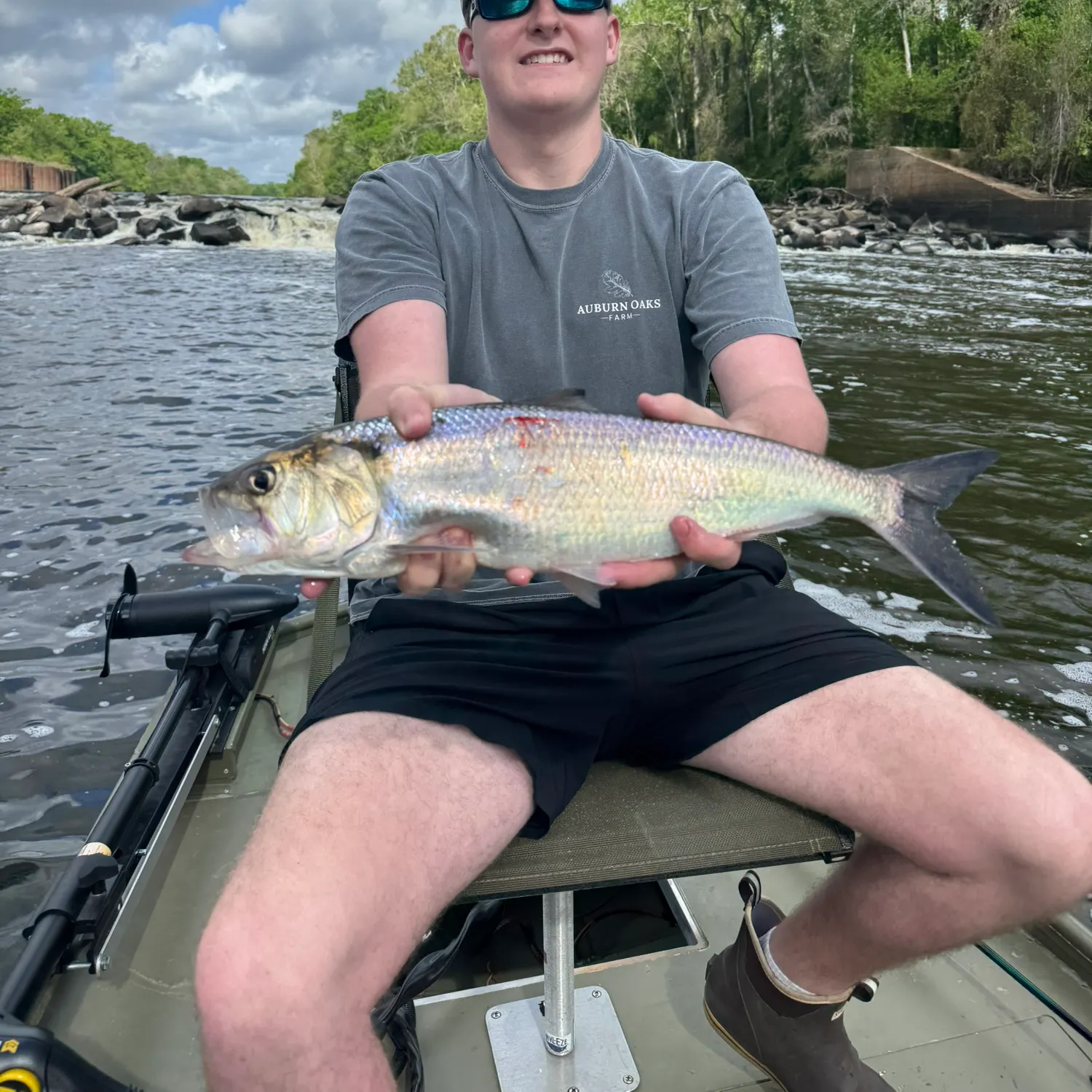 The most recent Hickory shad catches on Fishbrain