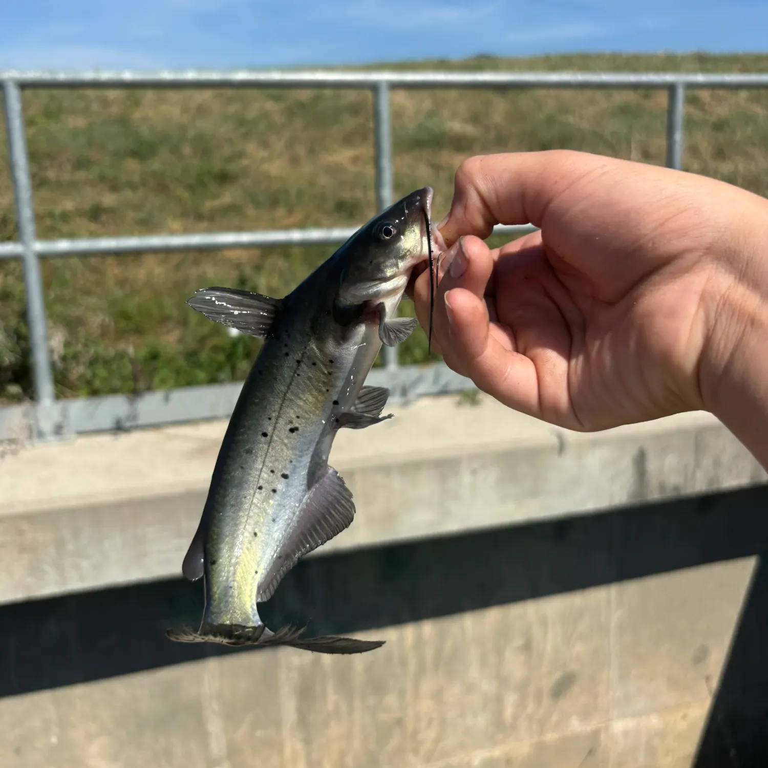 Dewfish caught on Fishbrain