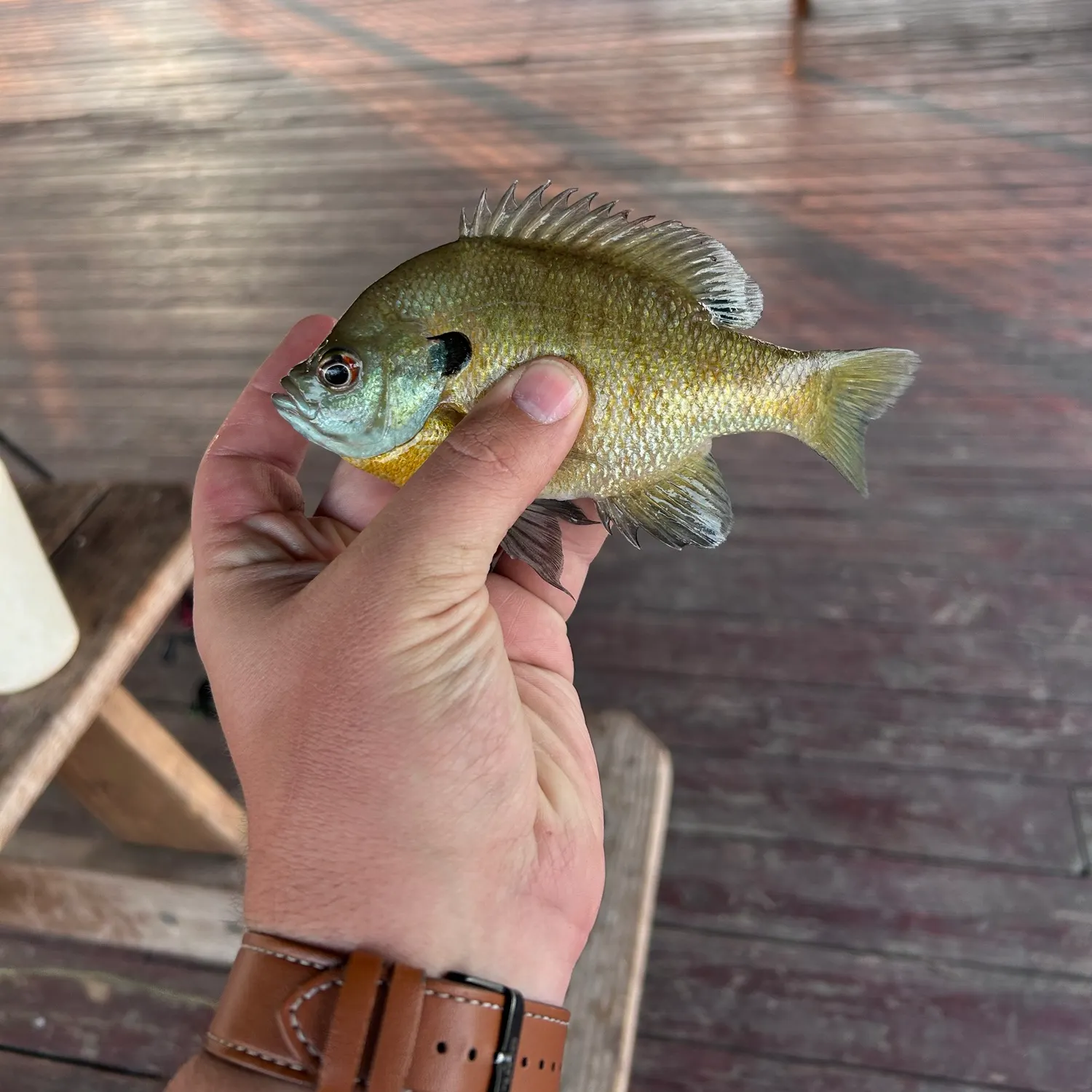 Fish caught on Fishbrain