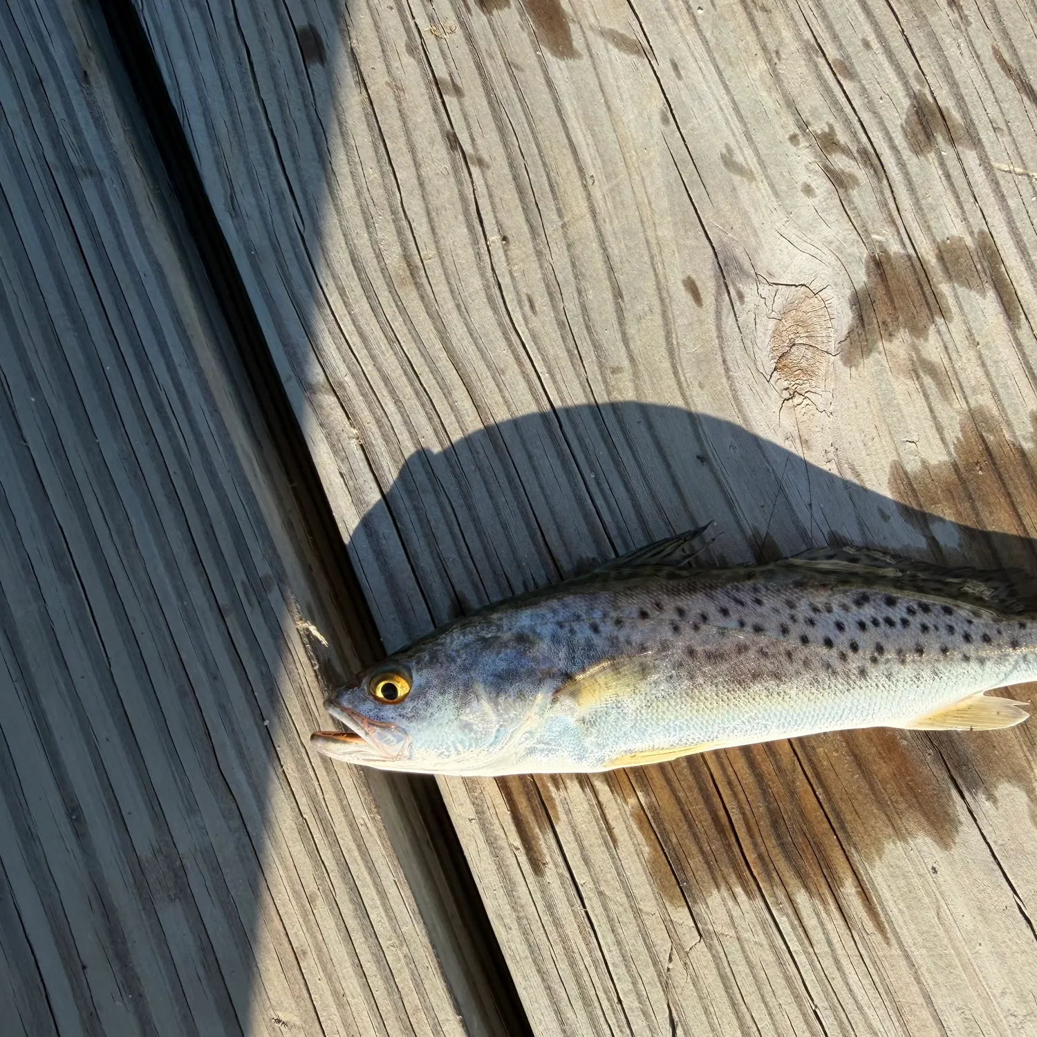 Spotted seatrout caught on Fishbrain