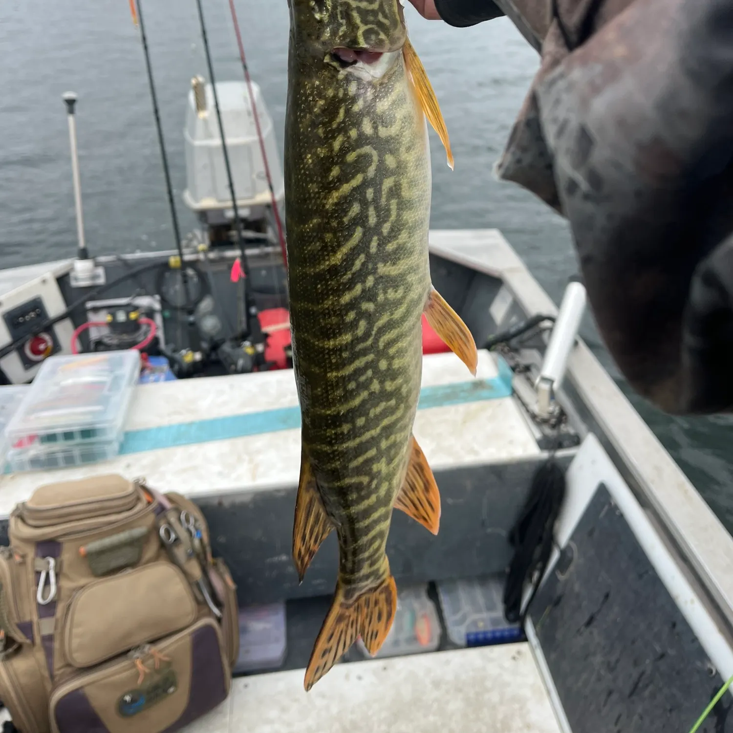 Northern pike caught on Fishbrain