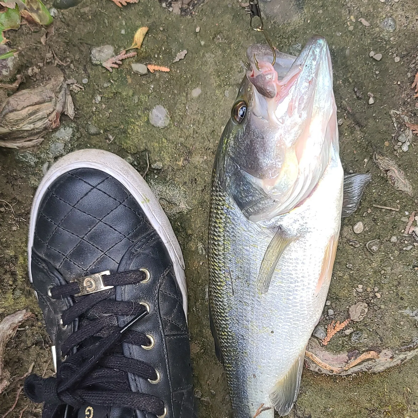 Largemouth bass caught on Fishbrain
