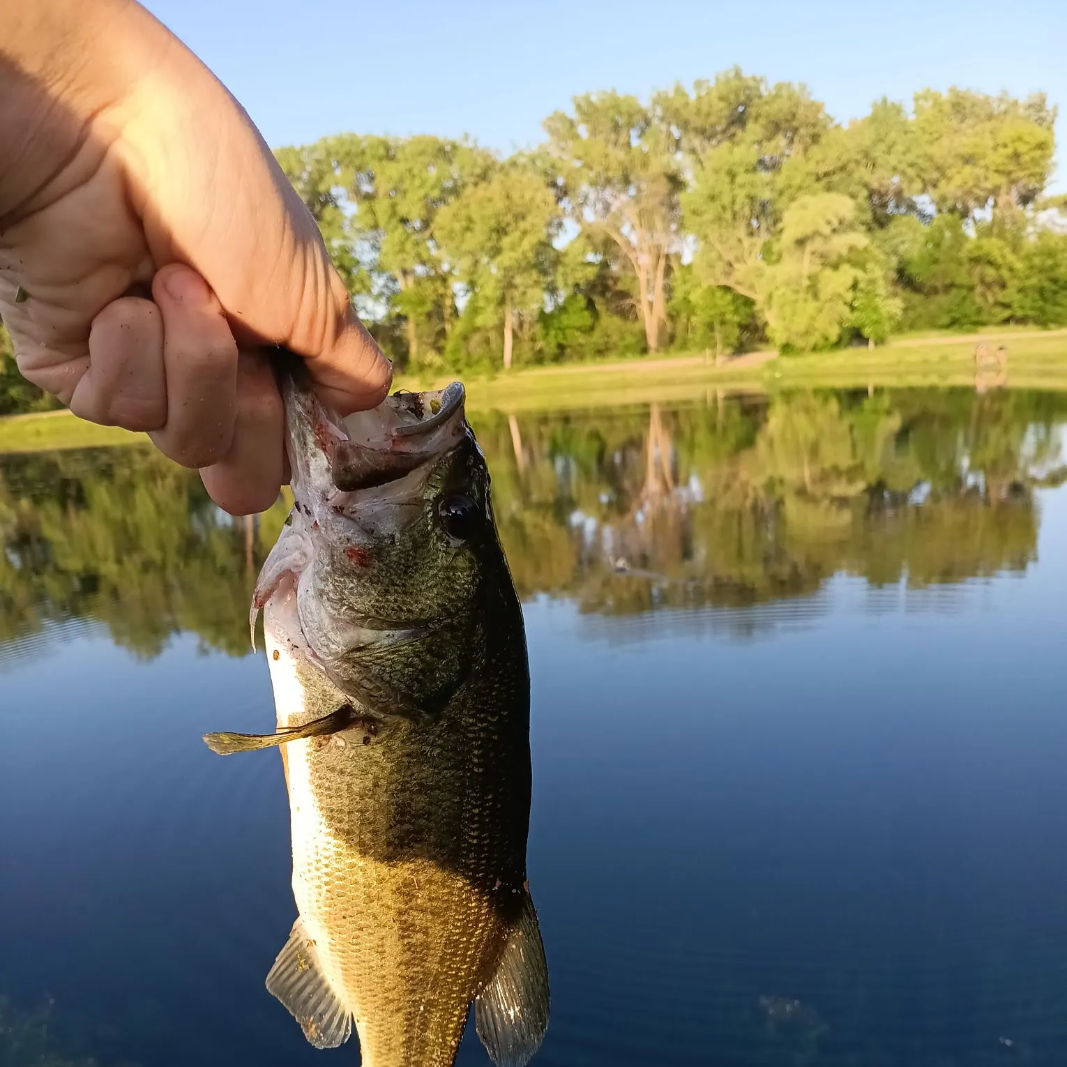 Largemouth bass caught on Fishbrain