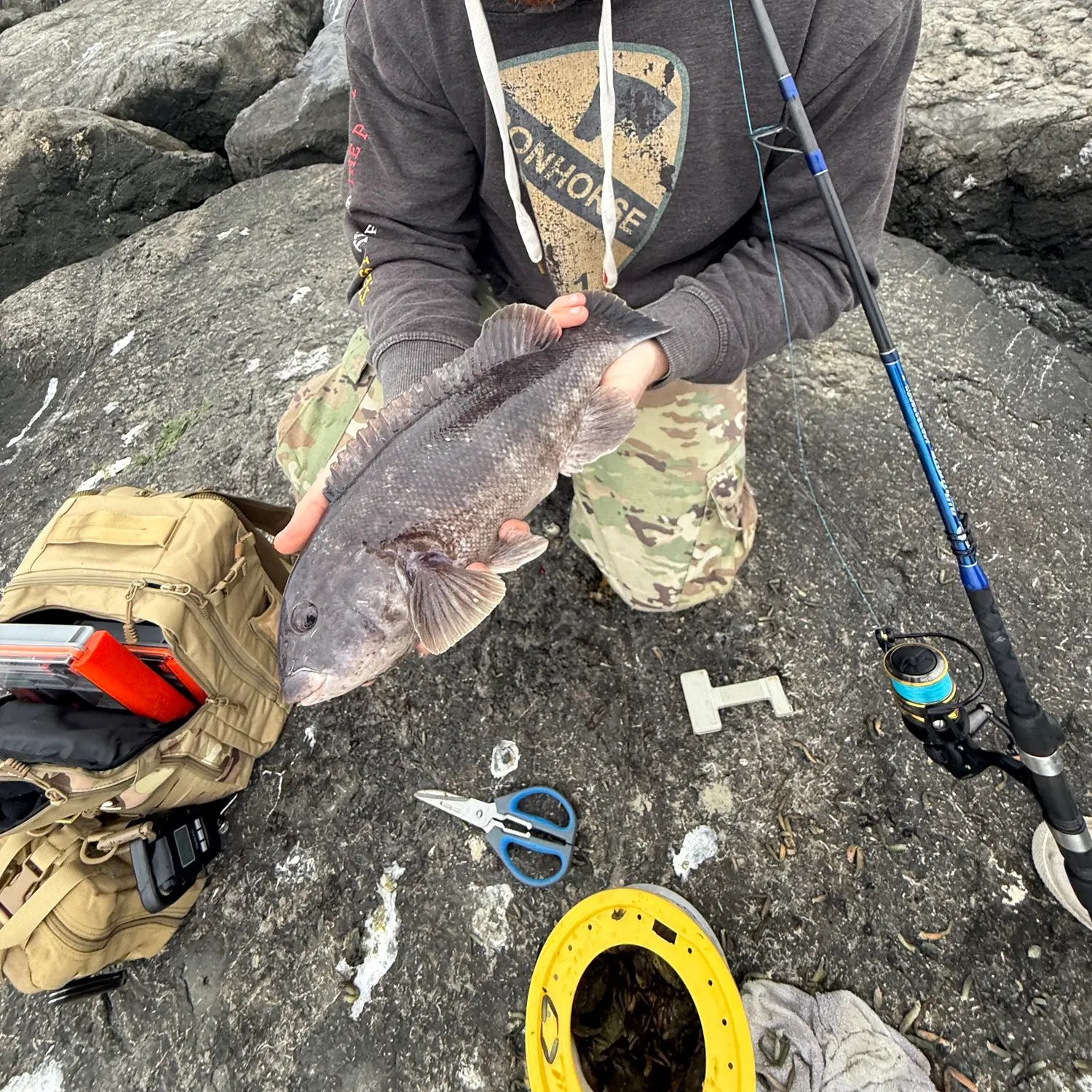 The most recent Tautog catches on Fishbrain