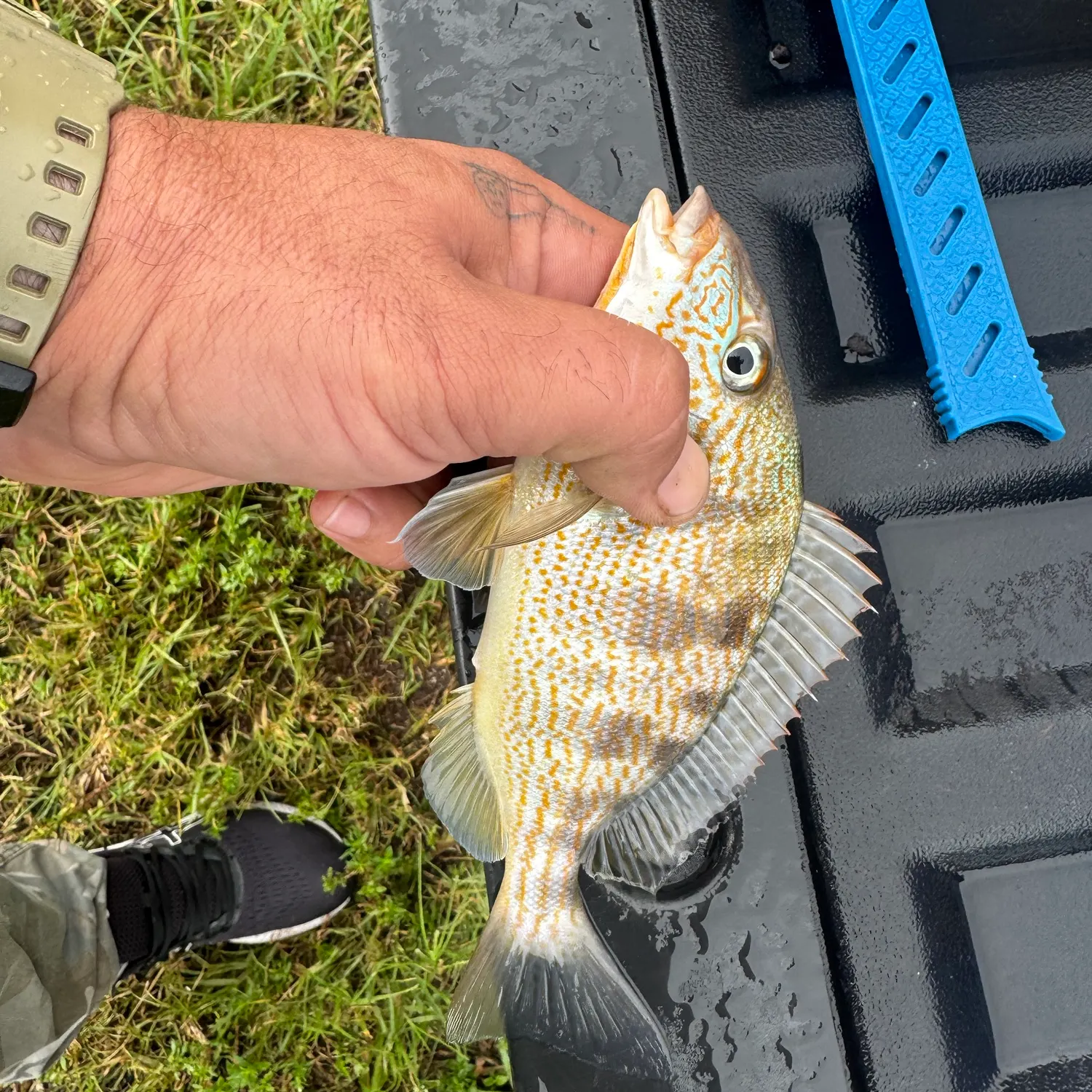 Pigfish caught on Fishbrain