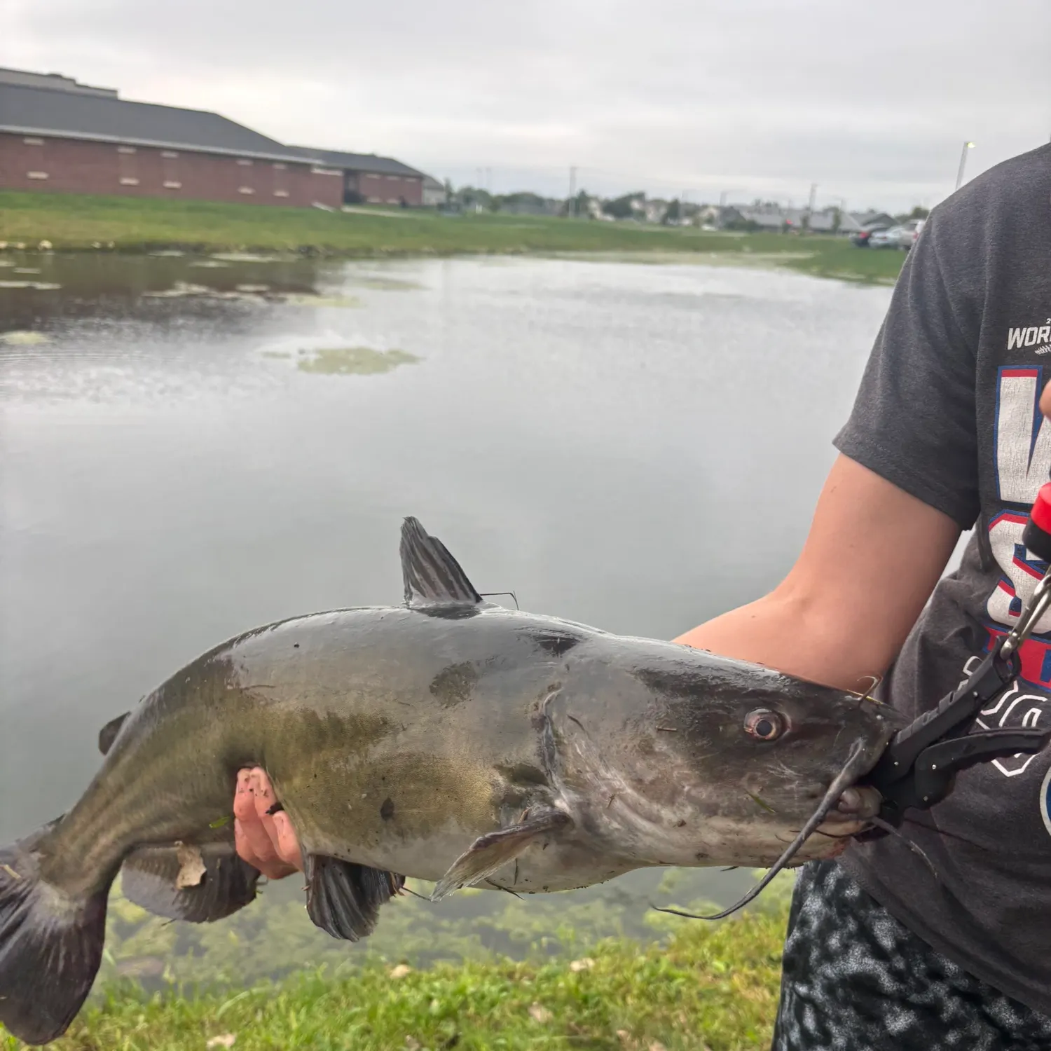 Channel catfish caught on Fishbrain