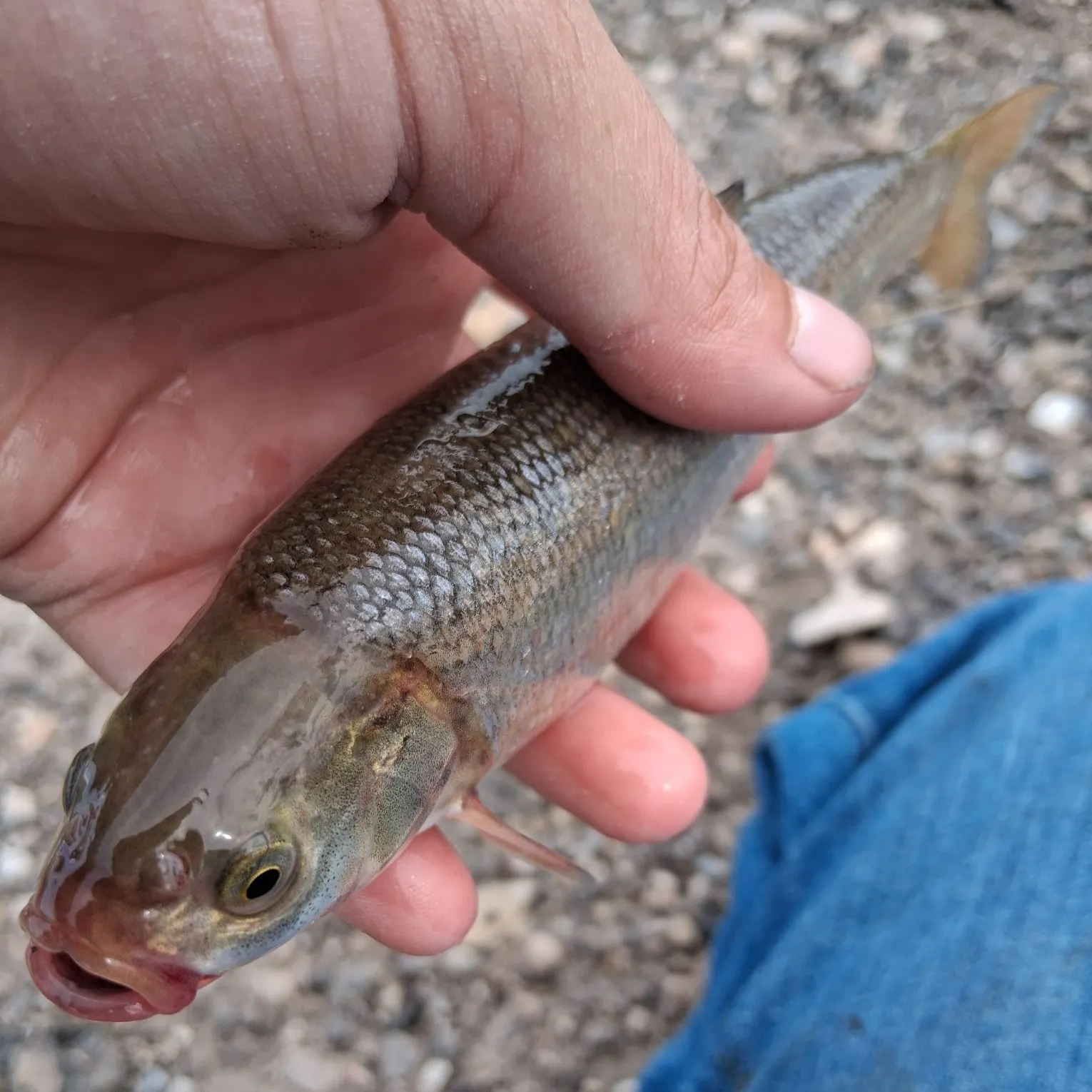 Utah chub caught on Fishbrain