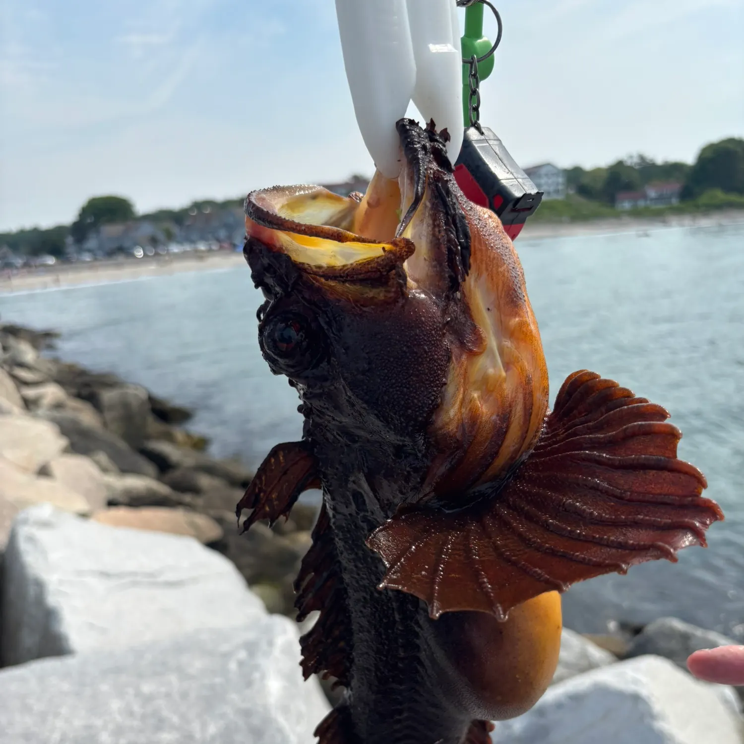 The most recent Gulf toadfish catches on Fishbrain