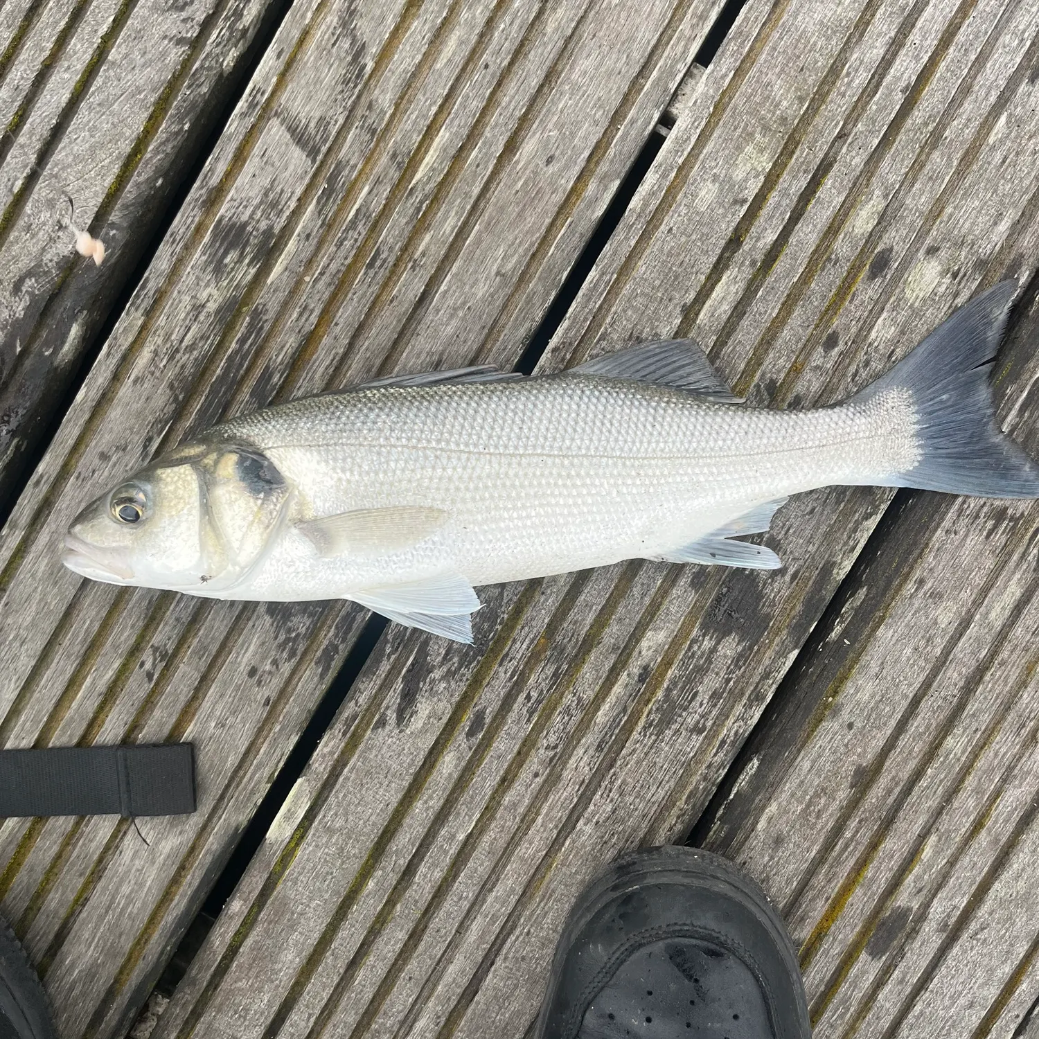European seabass caught on Fishbrain