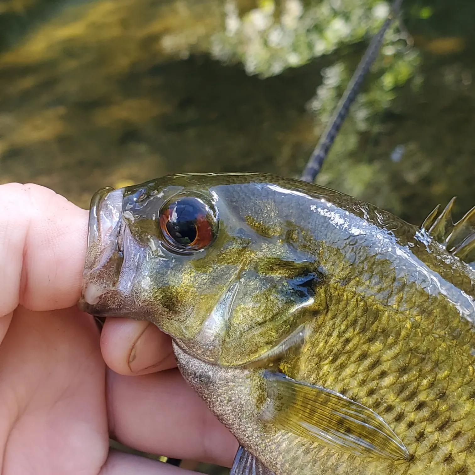 Rock bass caught on Fishbrain