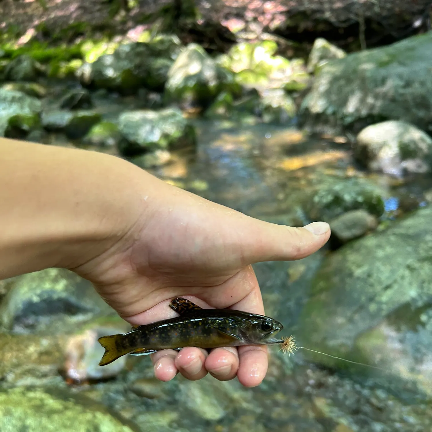 Brook trout caught on Fishbrain