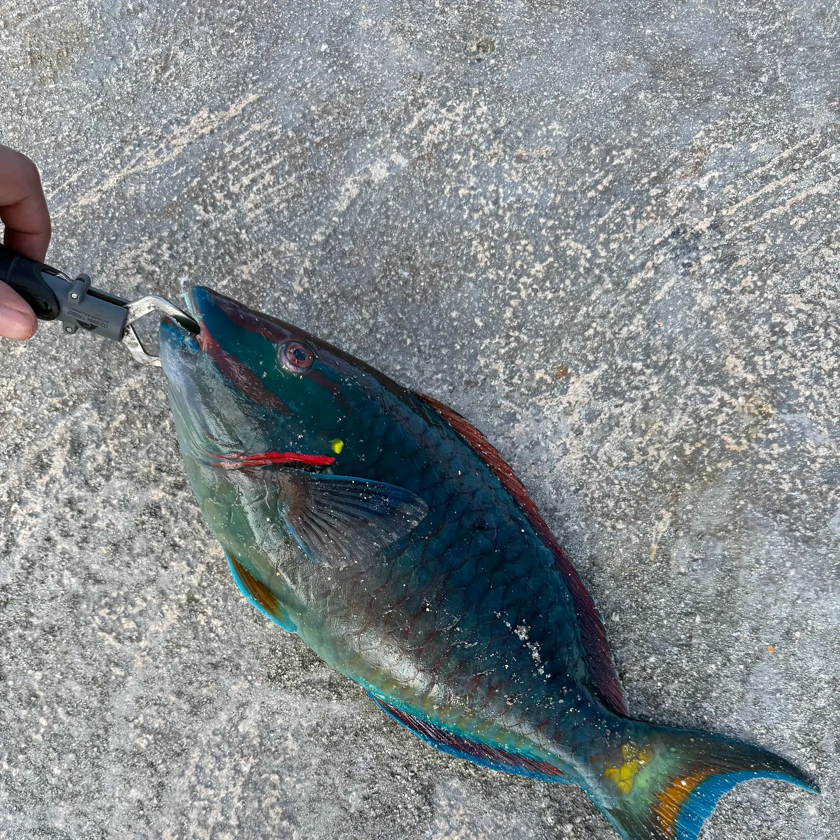 The most recent Stoplight parrotfish catches on Fishbrain