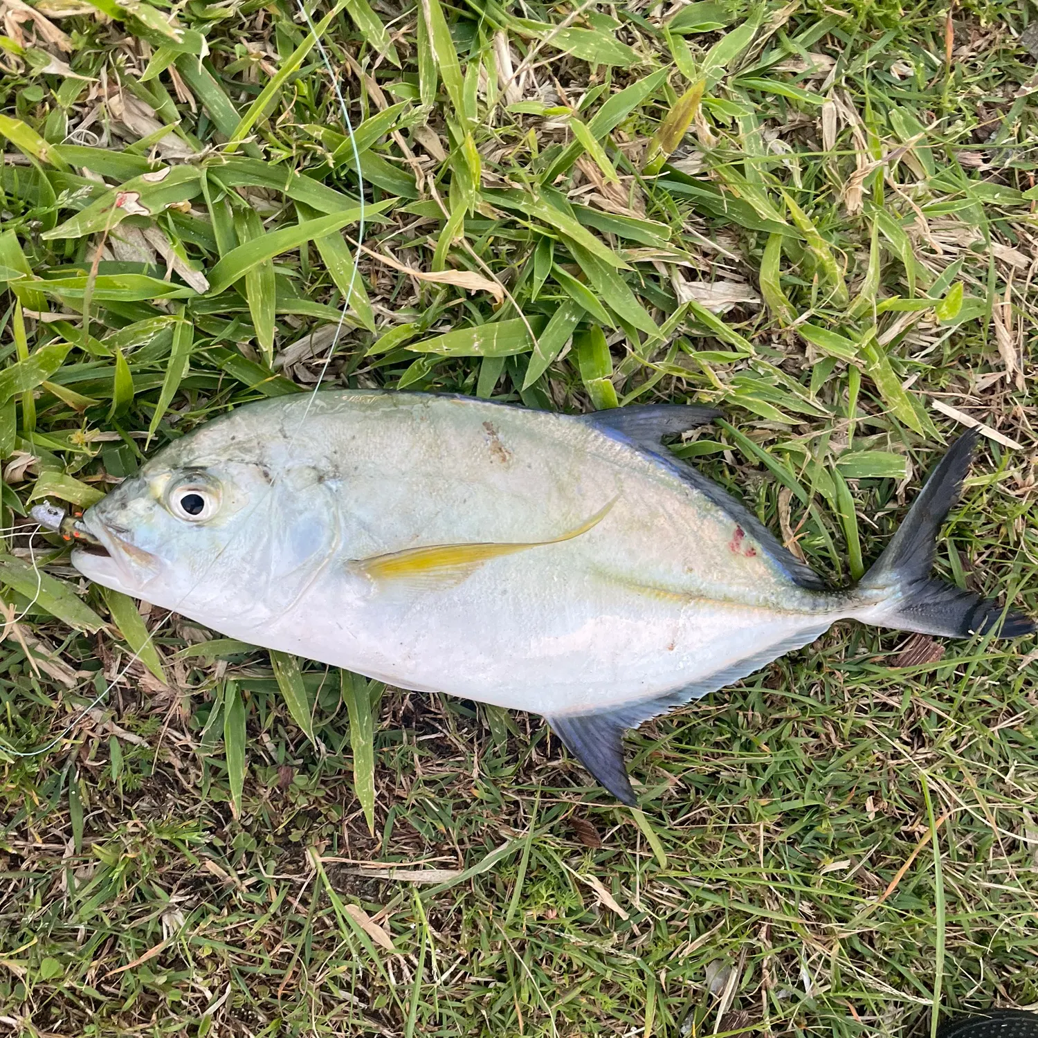 Bluefin trevally caught on Fishbrain