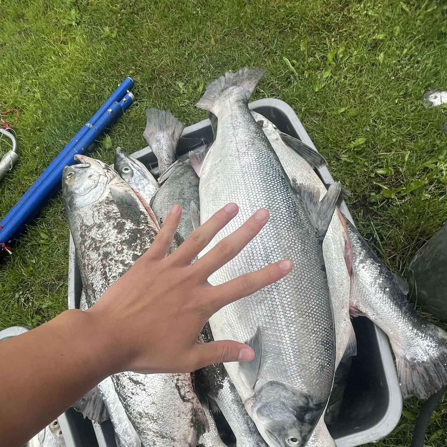 Sockeye salmon caught on Fishbrain
