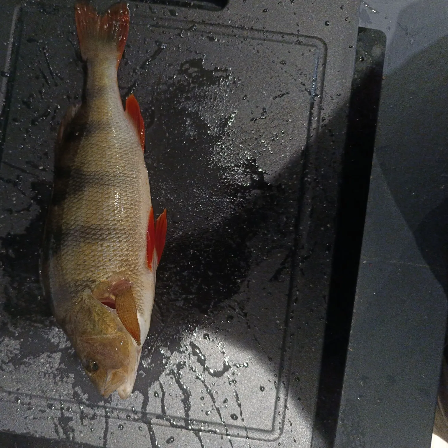 European perch caught on Fishbrain