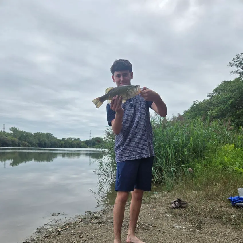Largemouth bass caught on Fishbrain