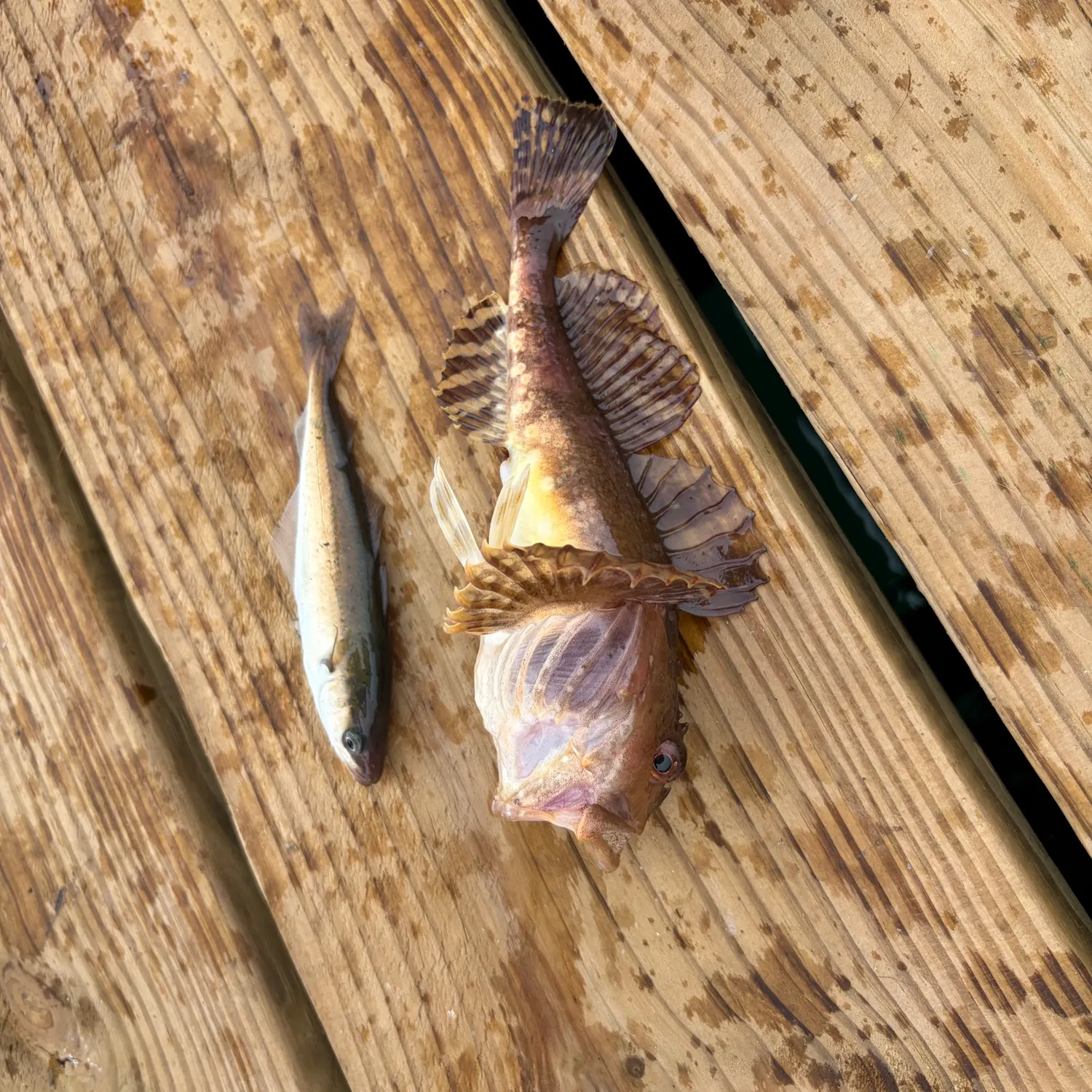recently logged catches