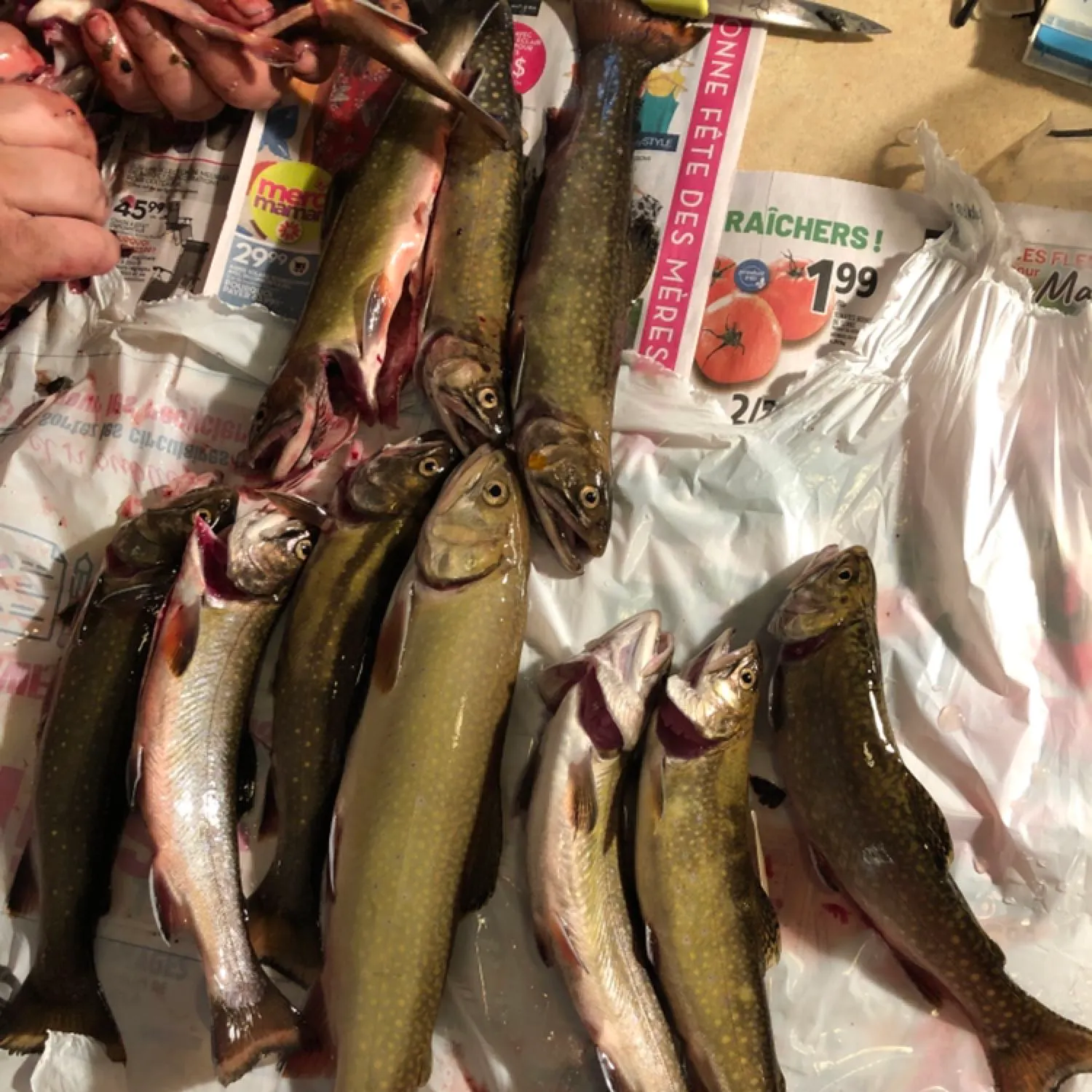 recently logged catches