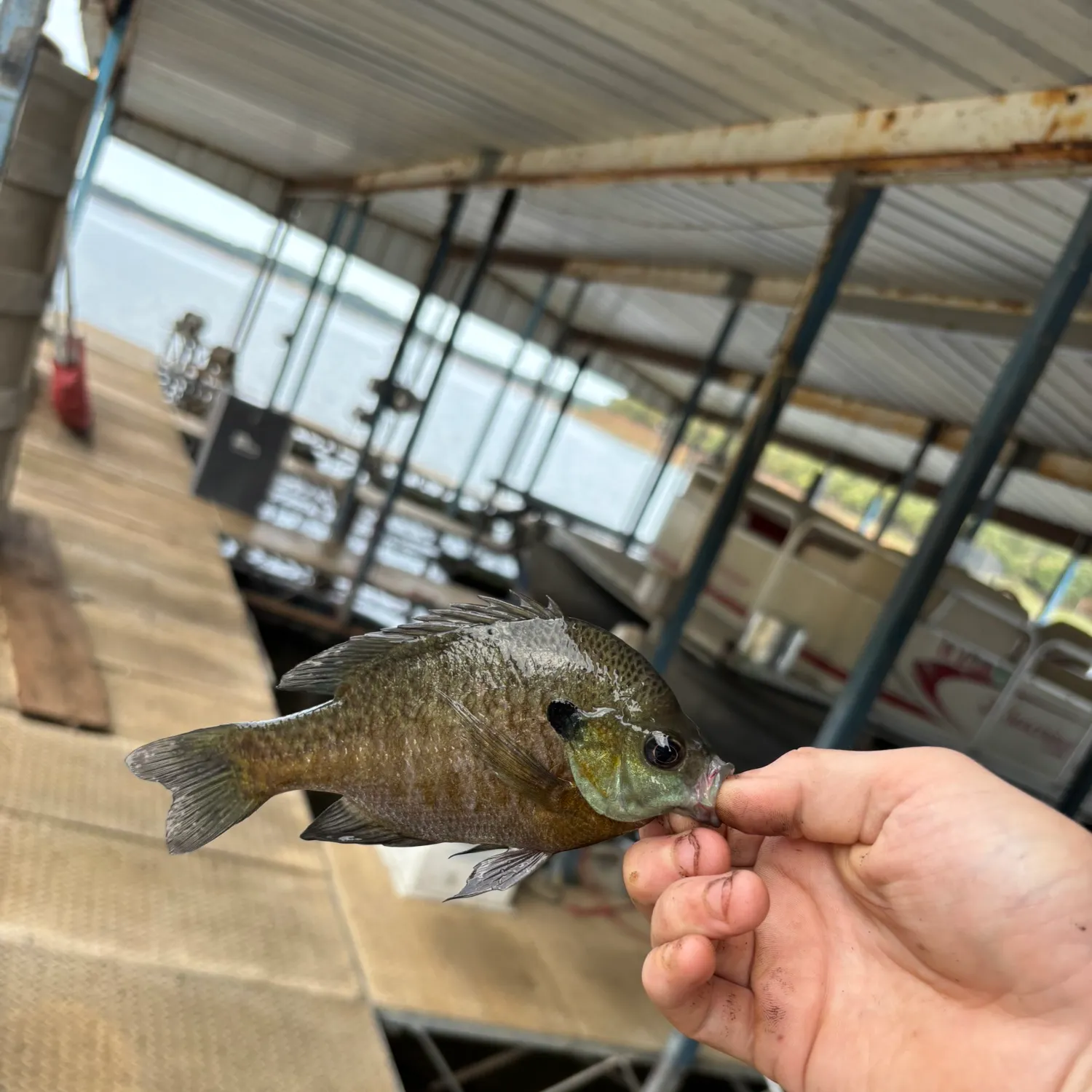 Bluegill caught on Fishbrain