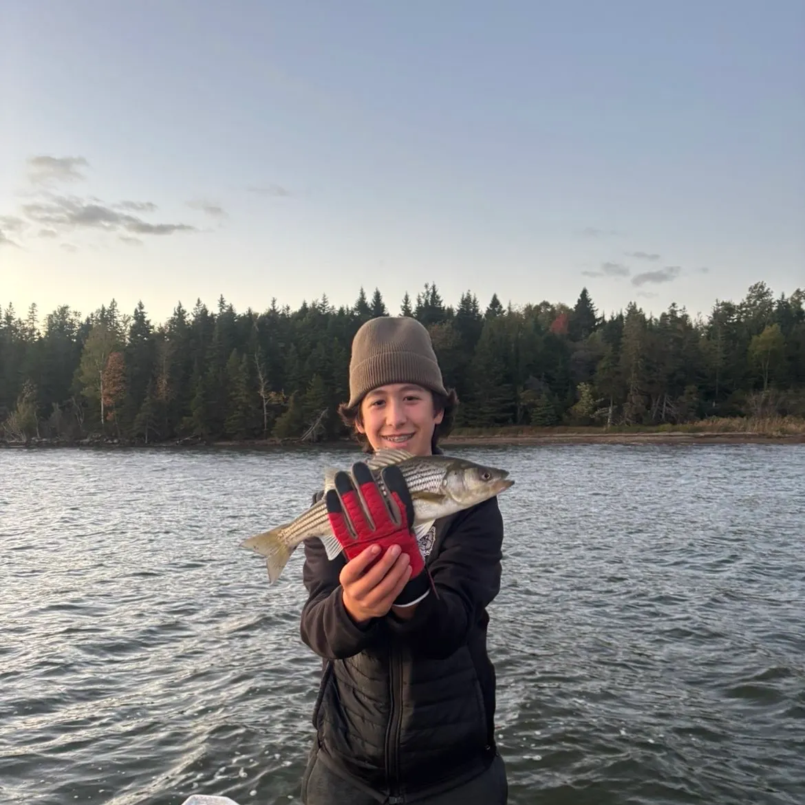 Striped bass caught on Fishbrain
