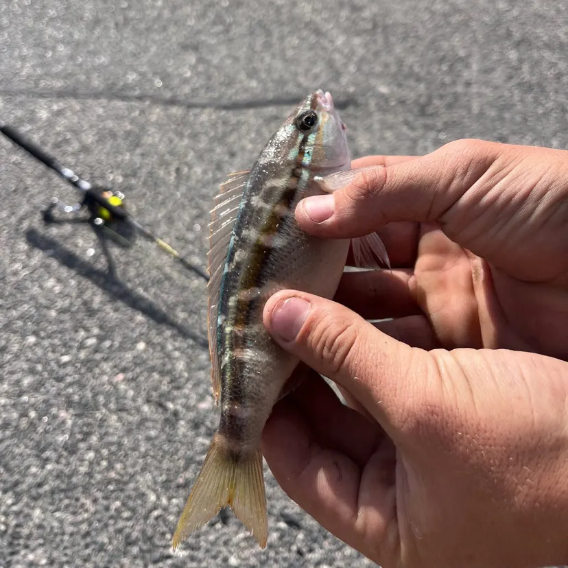 The most recent Striped whiptail catches on Fishbrain