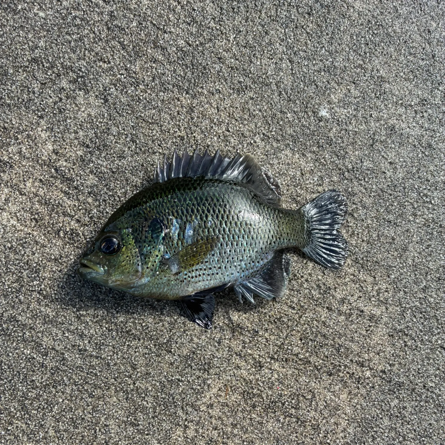 Spotted sunfish caught on Fishbrain