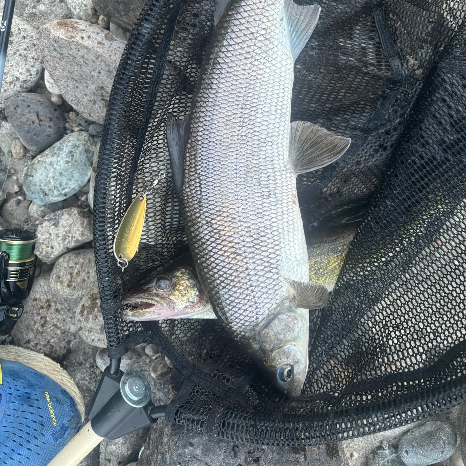 The most recent Lake whitefish catches on Fishbrain