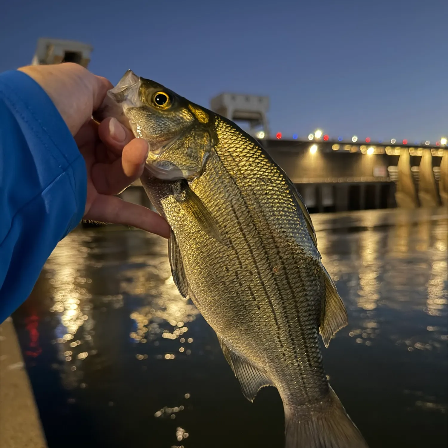 White bass caught on Fishbrain