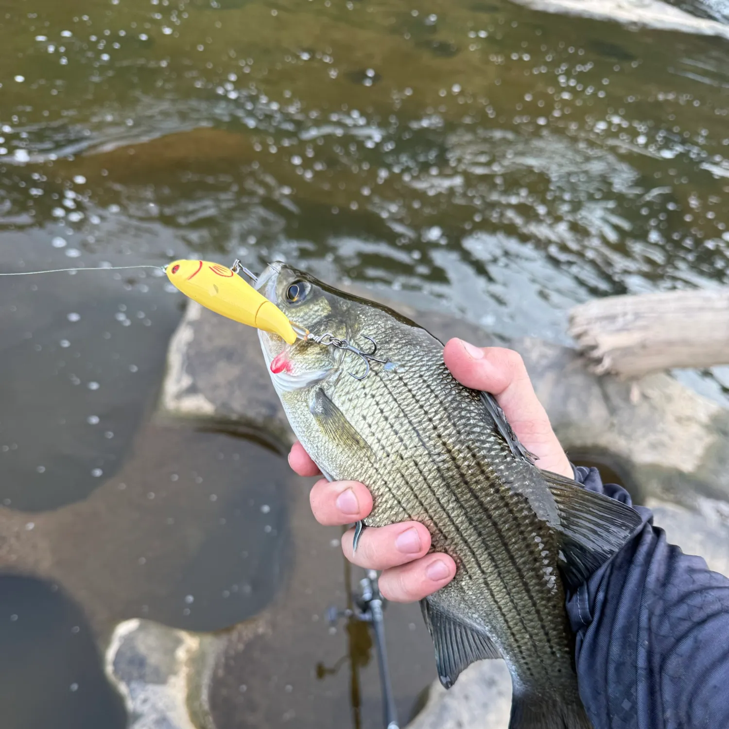 White bass caught on Fishbrain