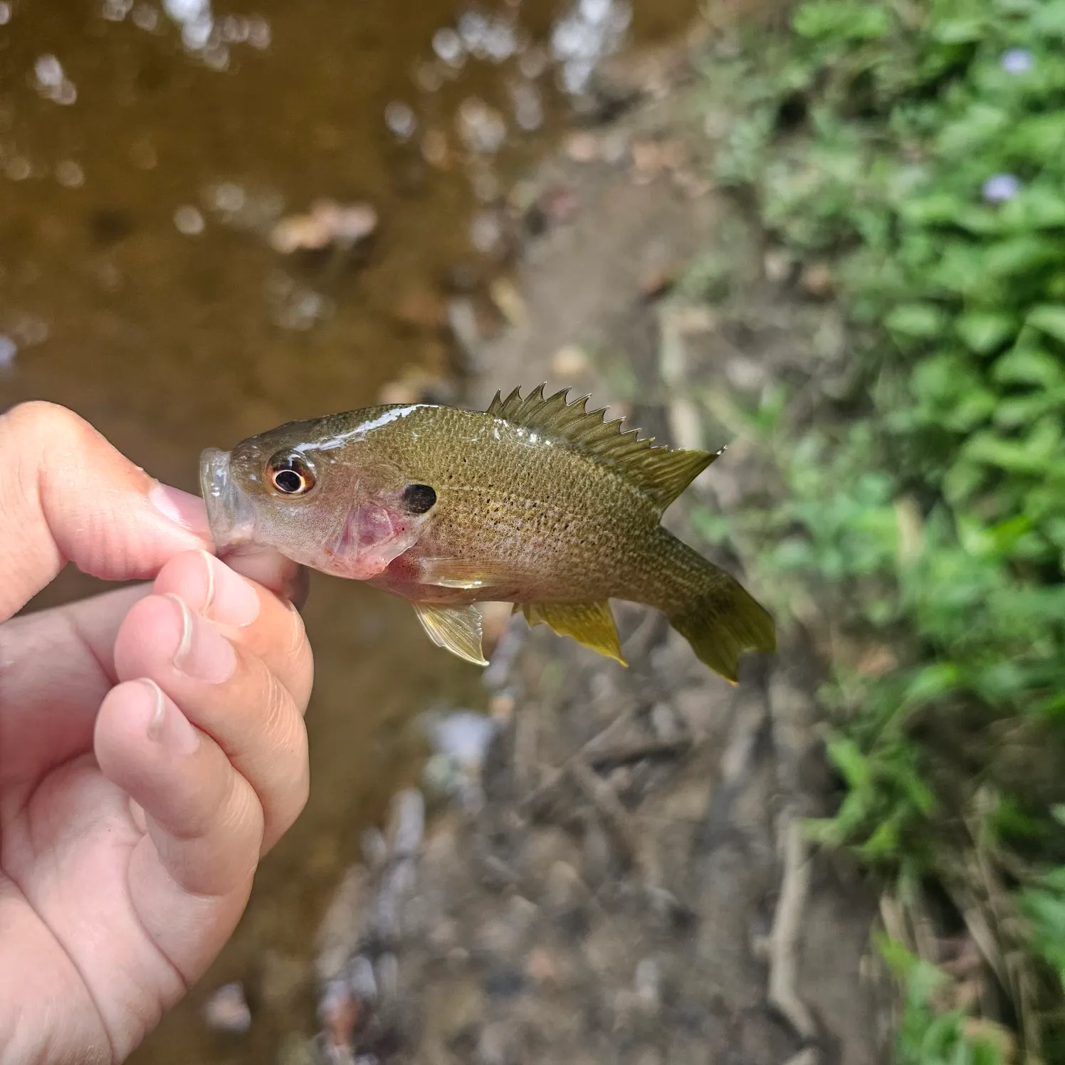 Green sunfish caught on Fishbrain