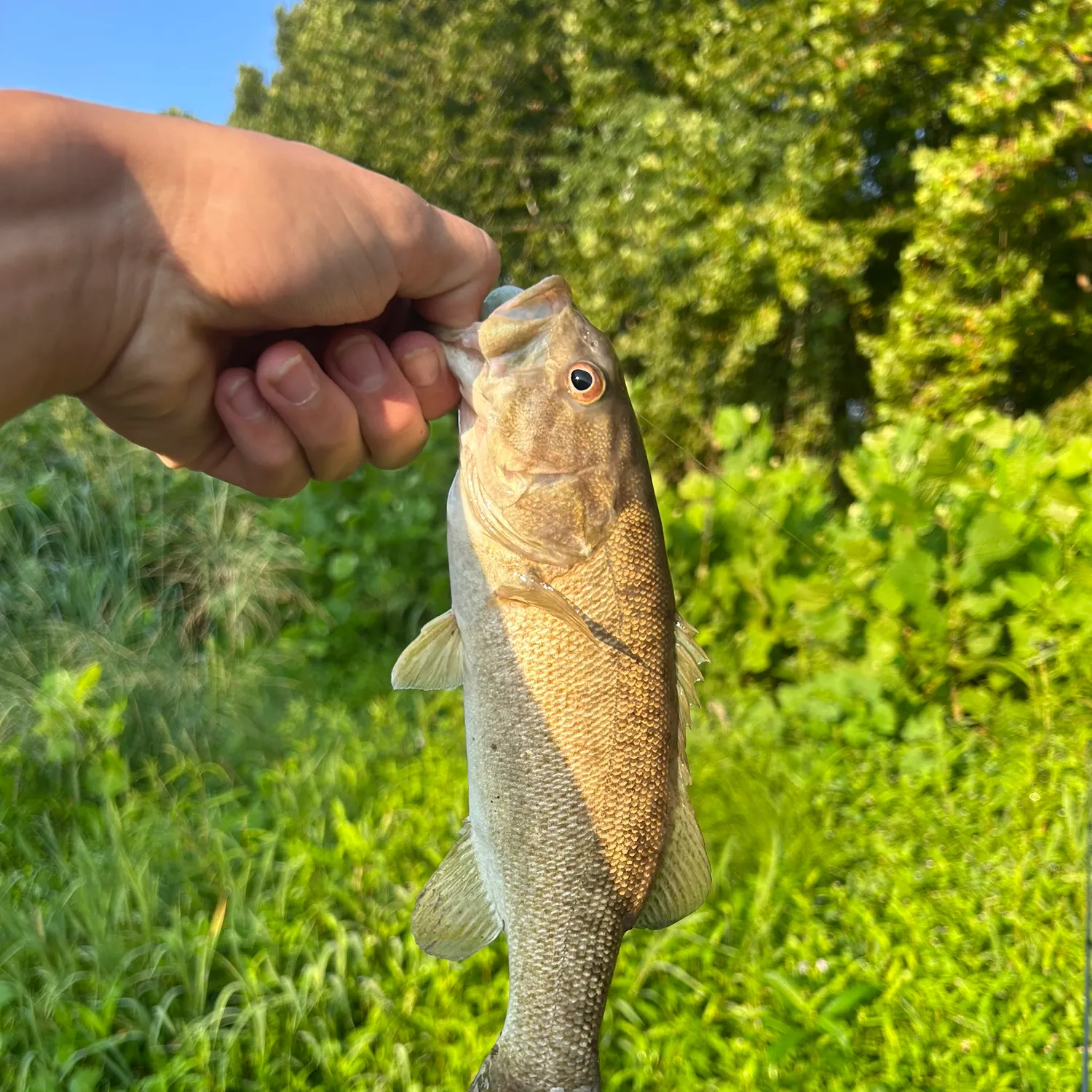 The most recent Neosho bass catches on Fishbrain
