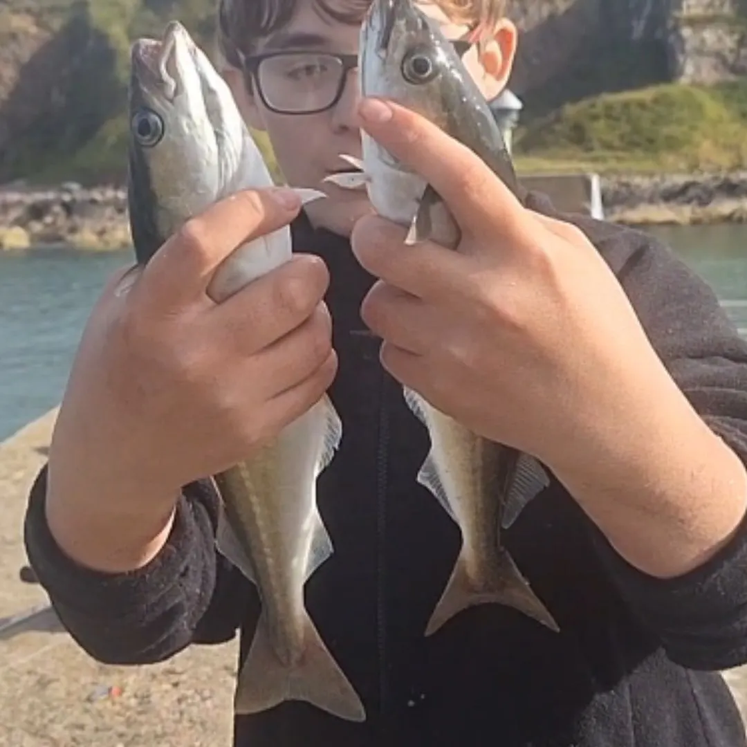 Atlantic pollock caught on Fishbrain