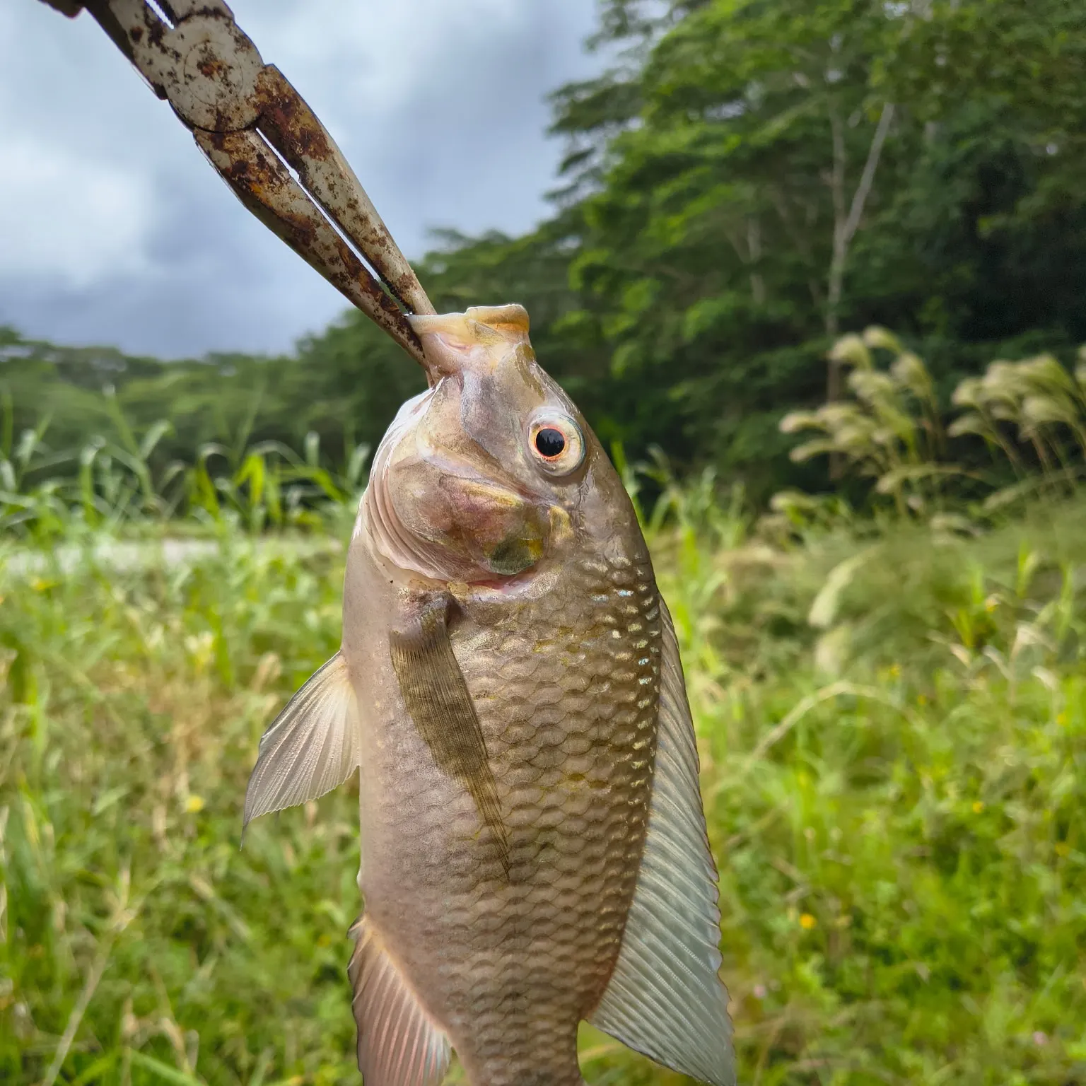 The most recent Redbreast tilapia catches on Fishbrain