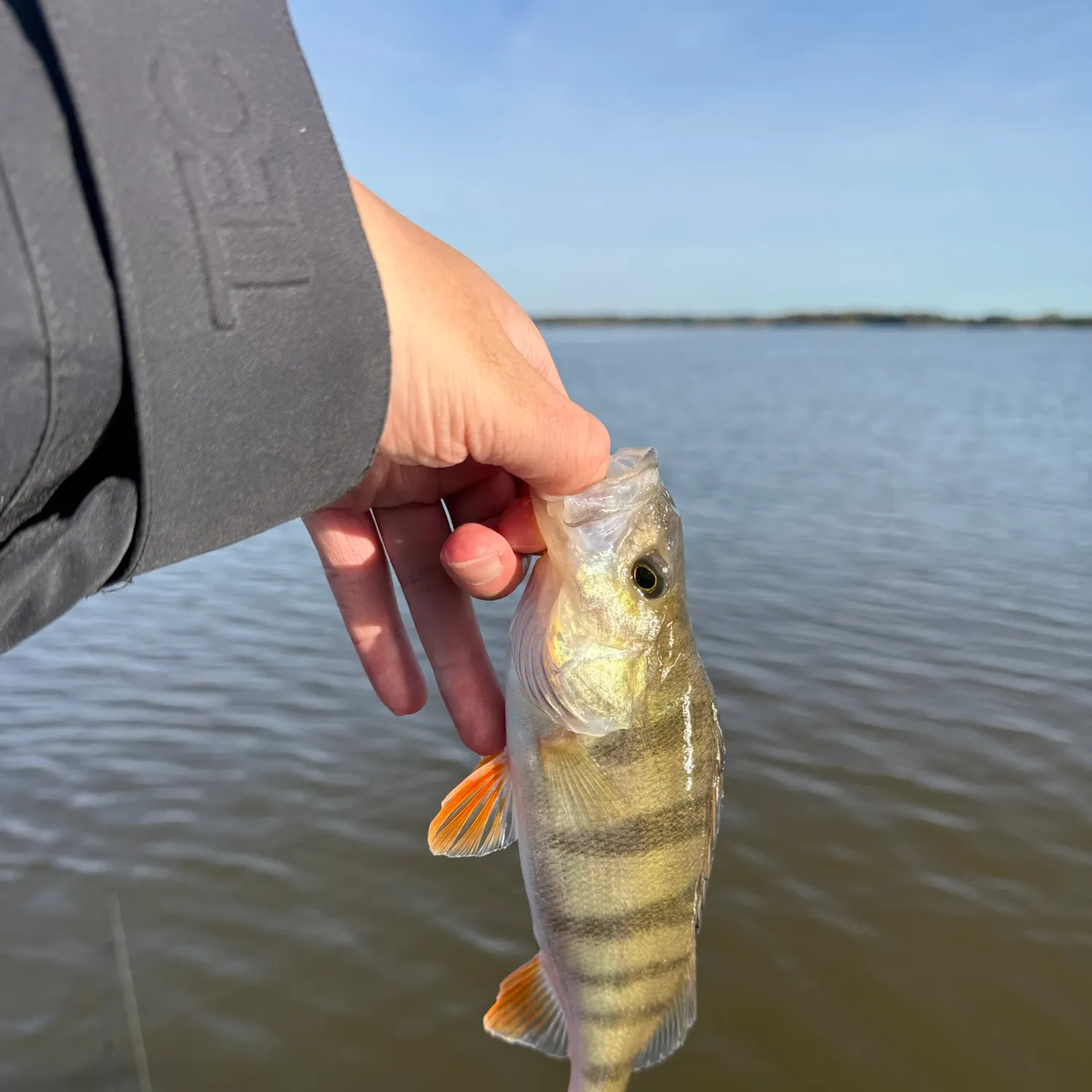 European perch caught on Fishbrain