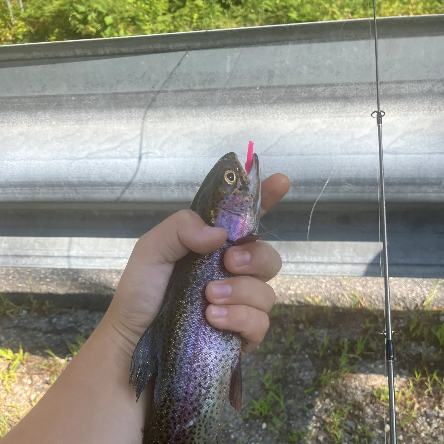 Rainbow trout caught on Fishbrain