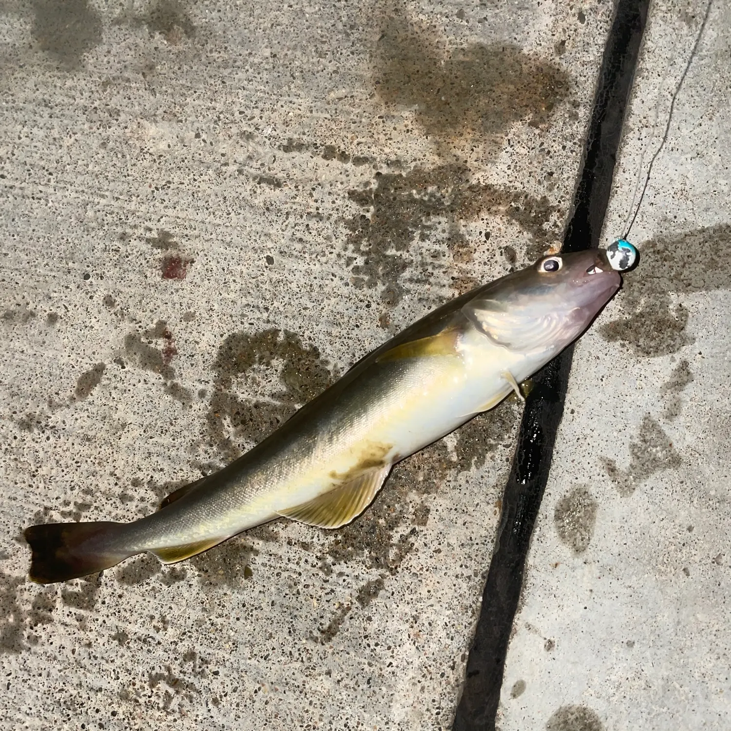 The most recent Saffron cod catches on Fishbrain