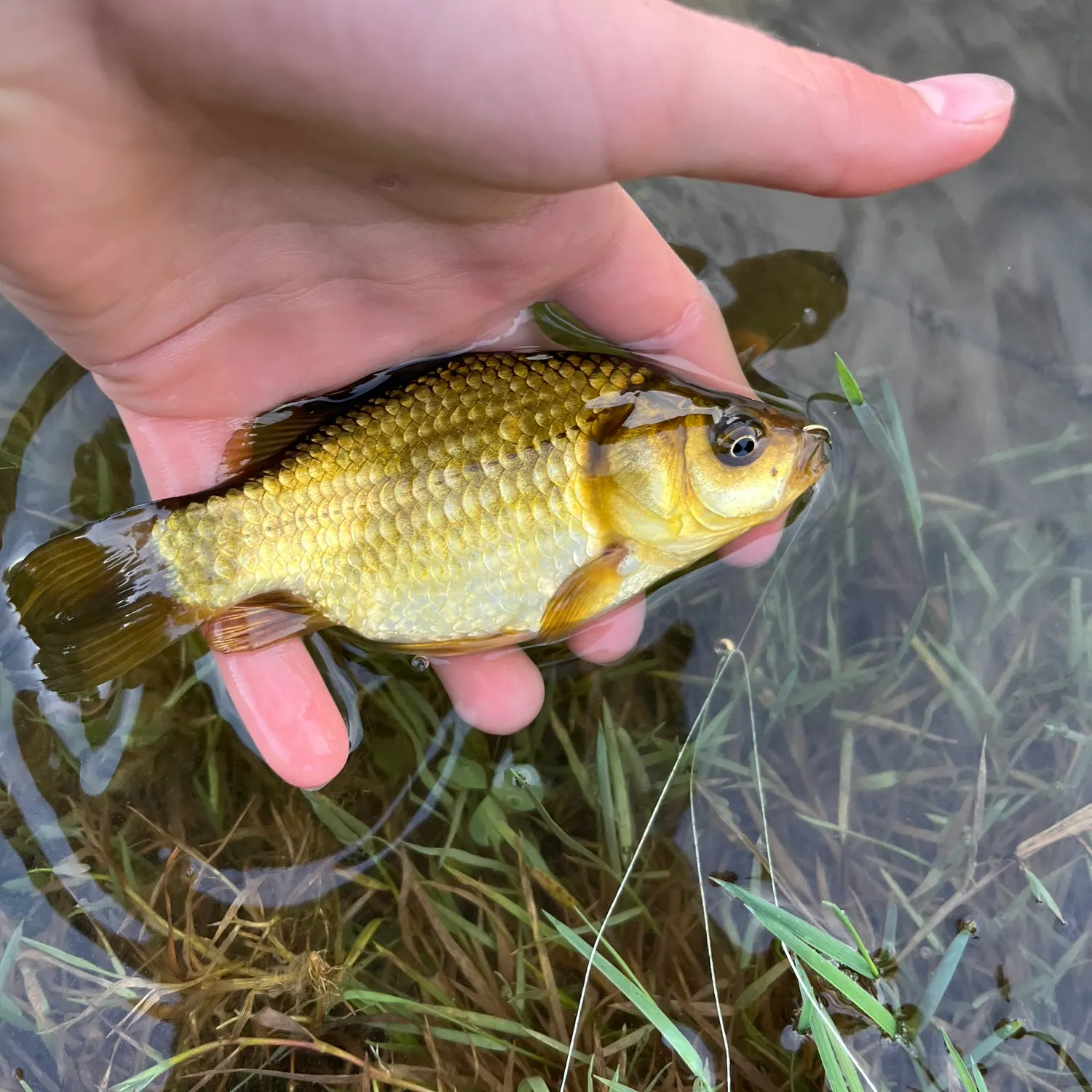 The most recent Goldfish catches on Fishbrain