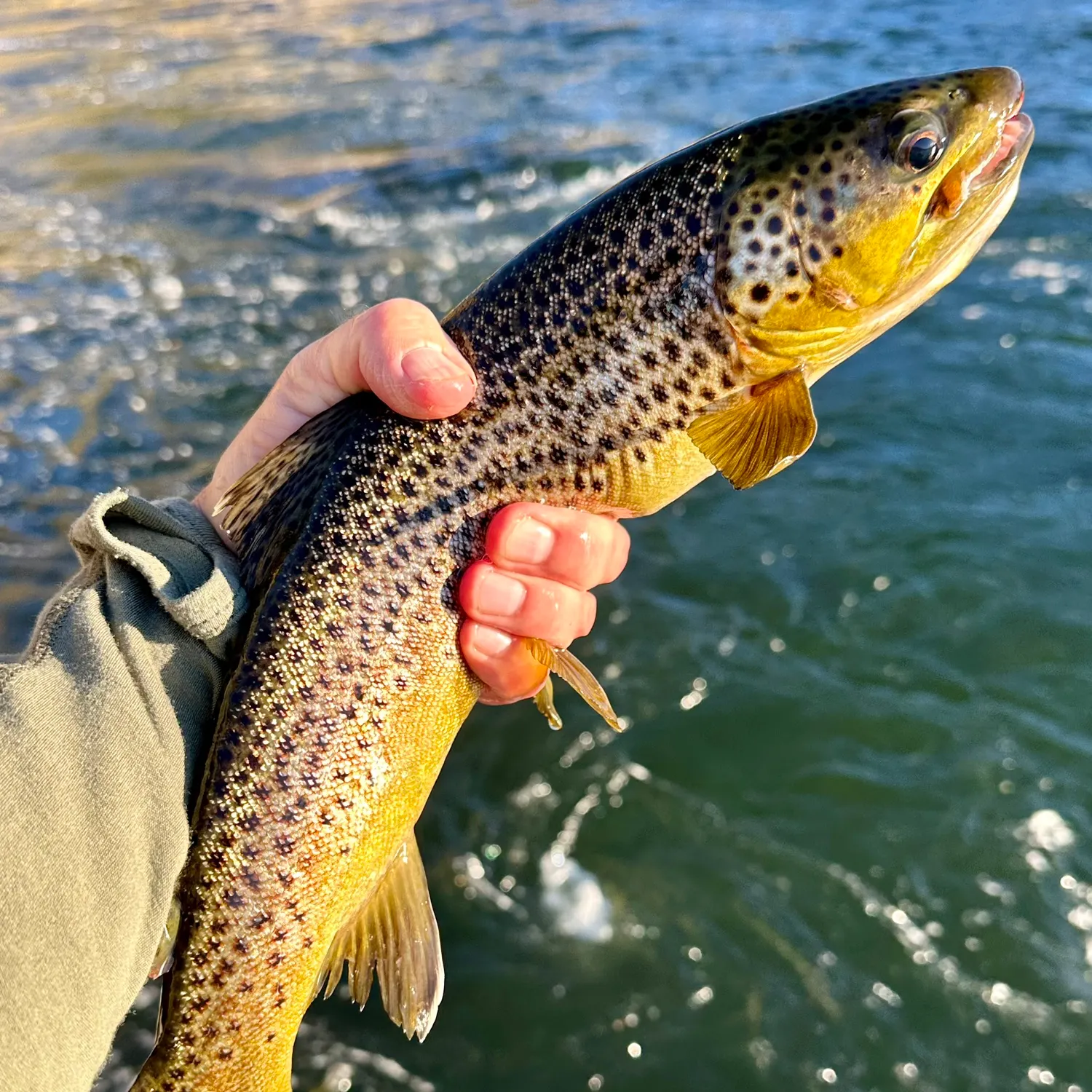Brown trout caught on Fishbrain