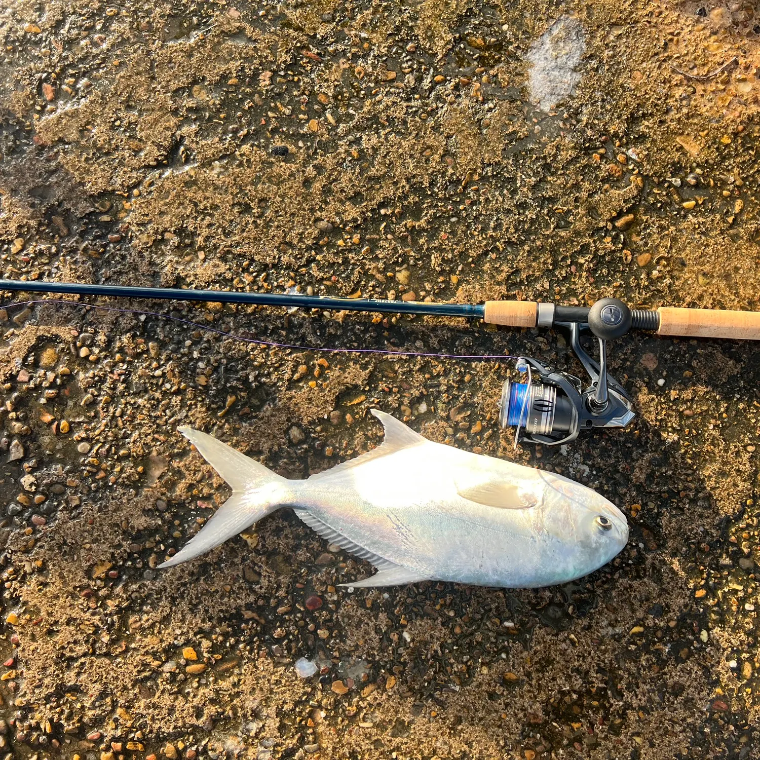 The most recent Southern pompano catches on Fishbrain