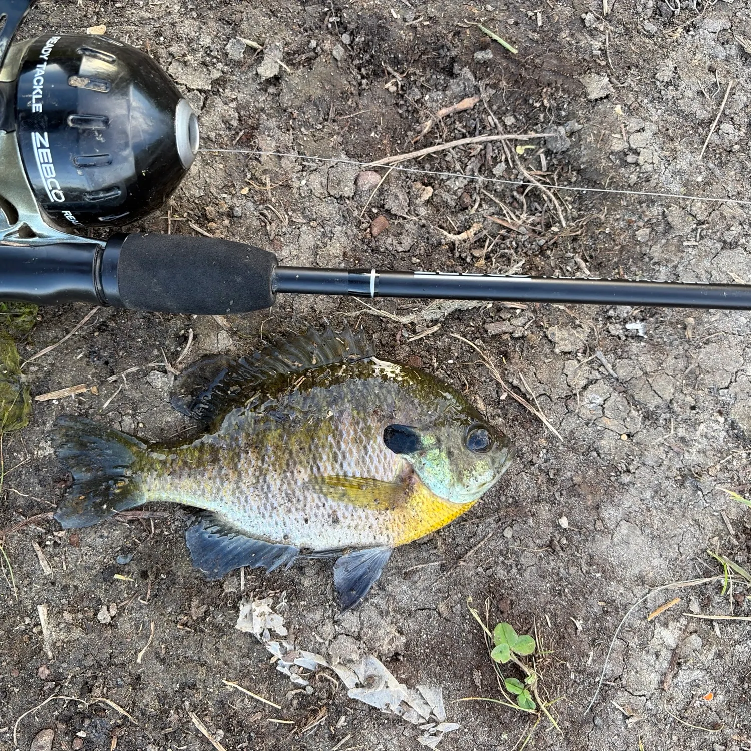 Bluegill caught on Fishbrain