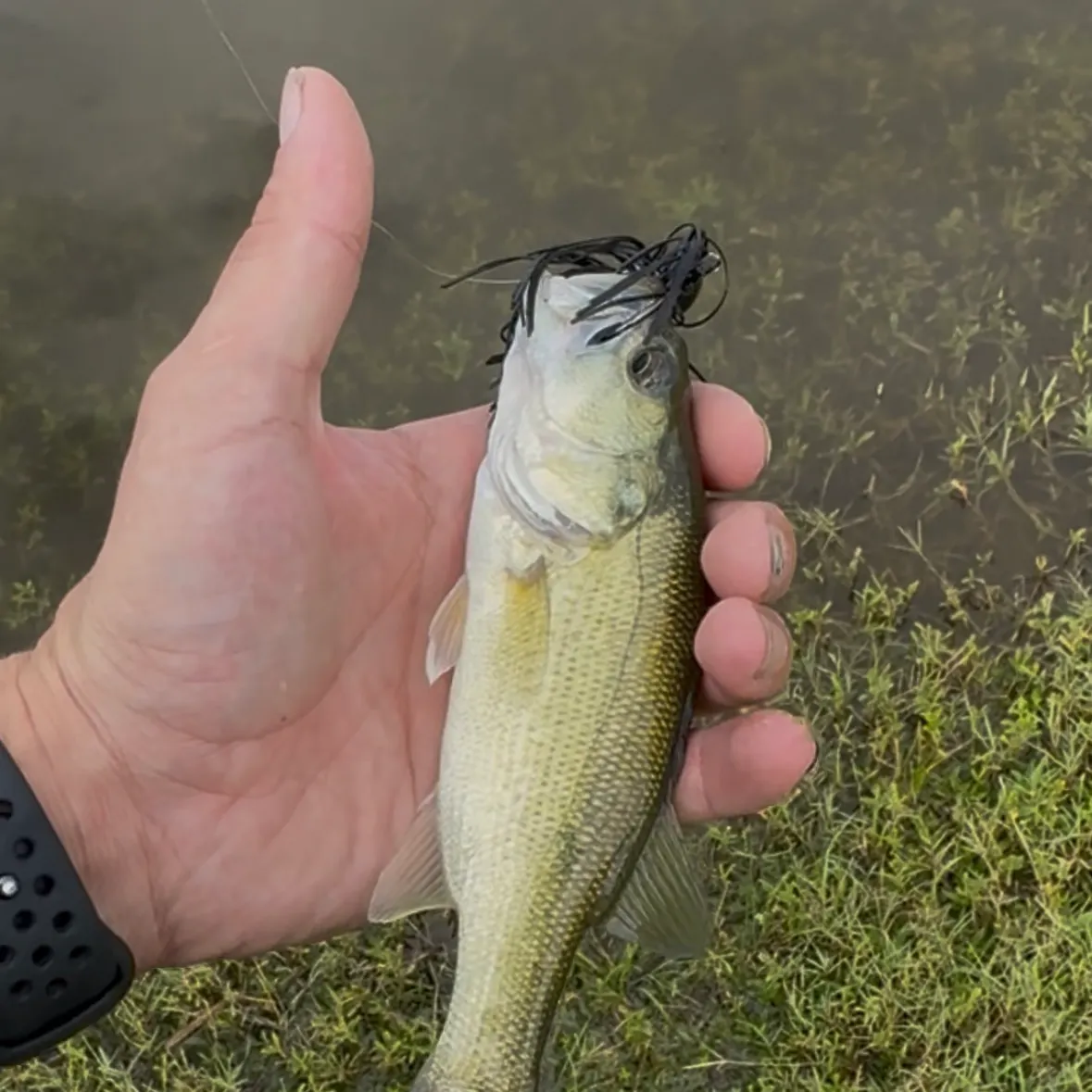 Largemouth bass caught on Fishbrain