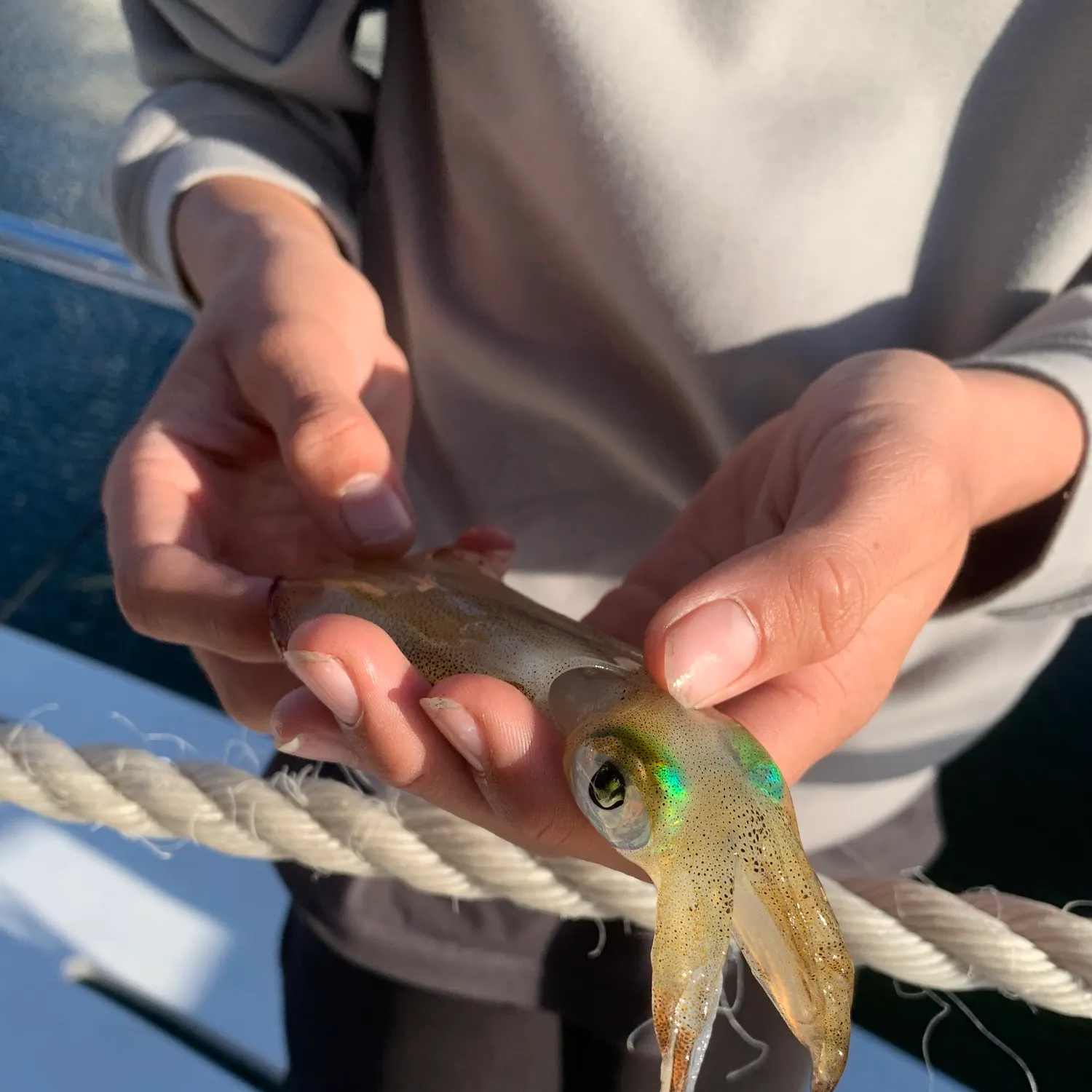 Southern calamari caught on Fishbrain