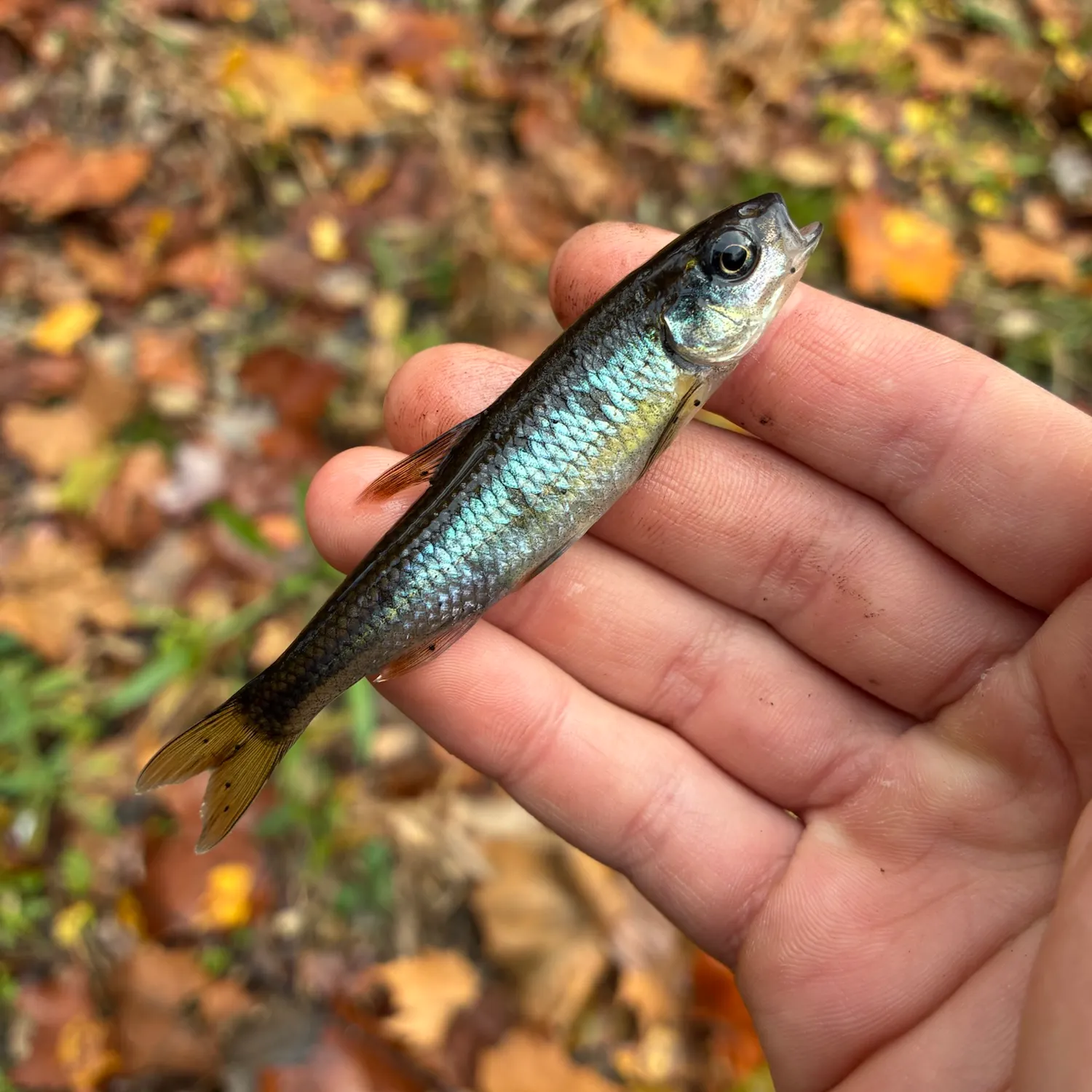 Common shiner caught on Fishbrain