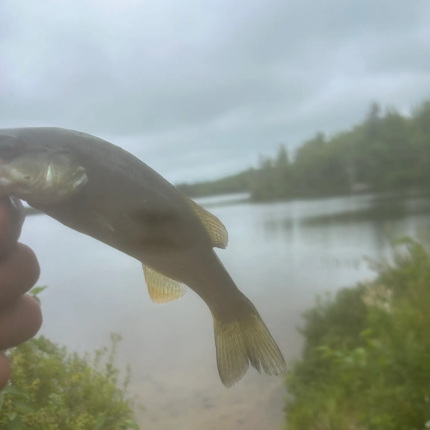 Smallmouth bass caught on Fishbrain