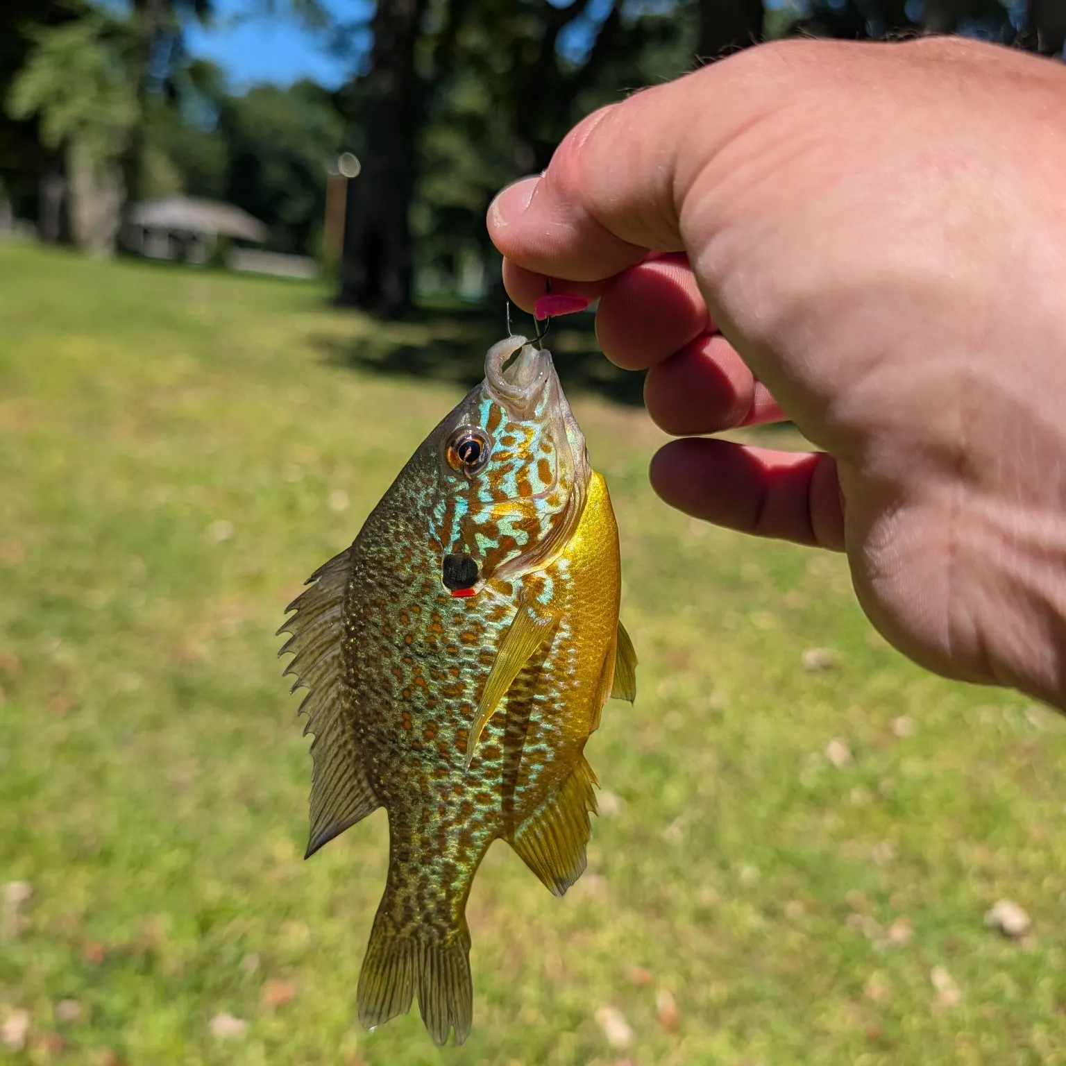 Pumpkinseed caught on Fishbrain
