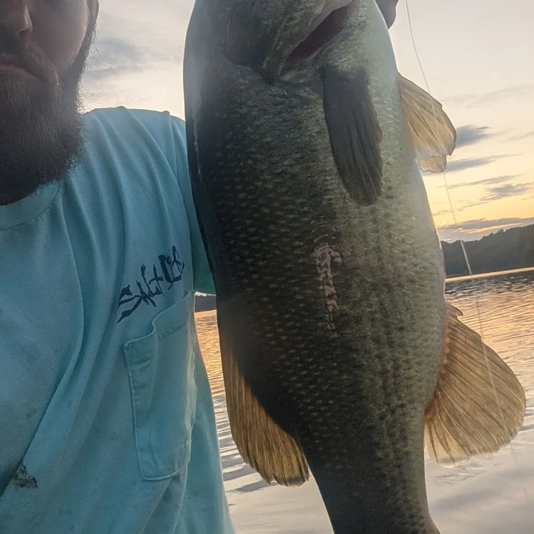 Largemouth bass caught on Fishbrain